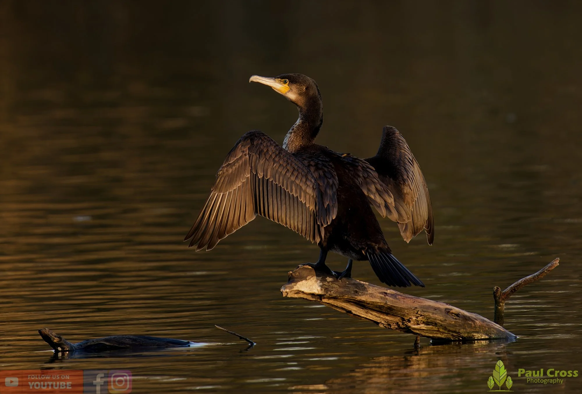 Cormorant-00380.jpg
