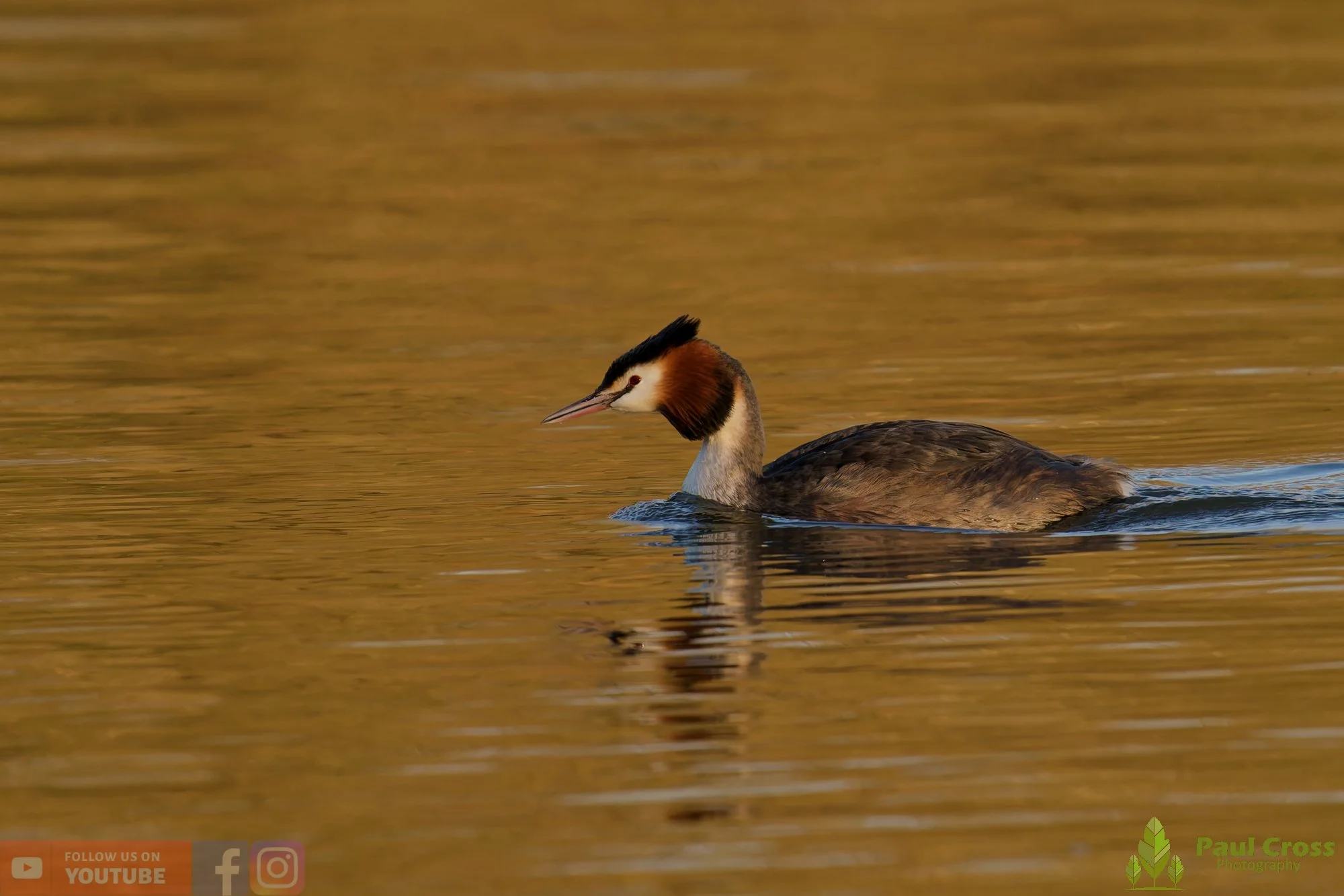 Great Crested Grebe-01061.jpg