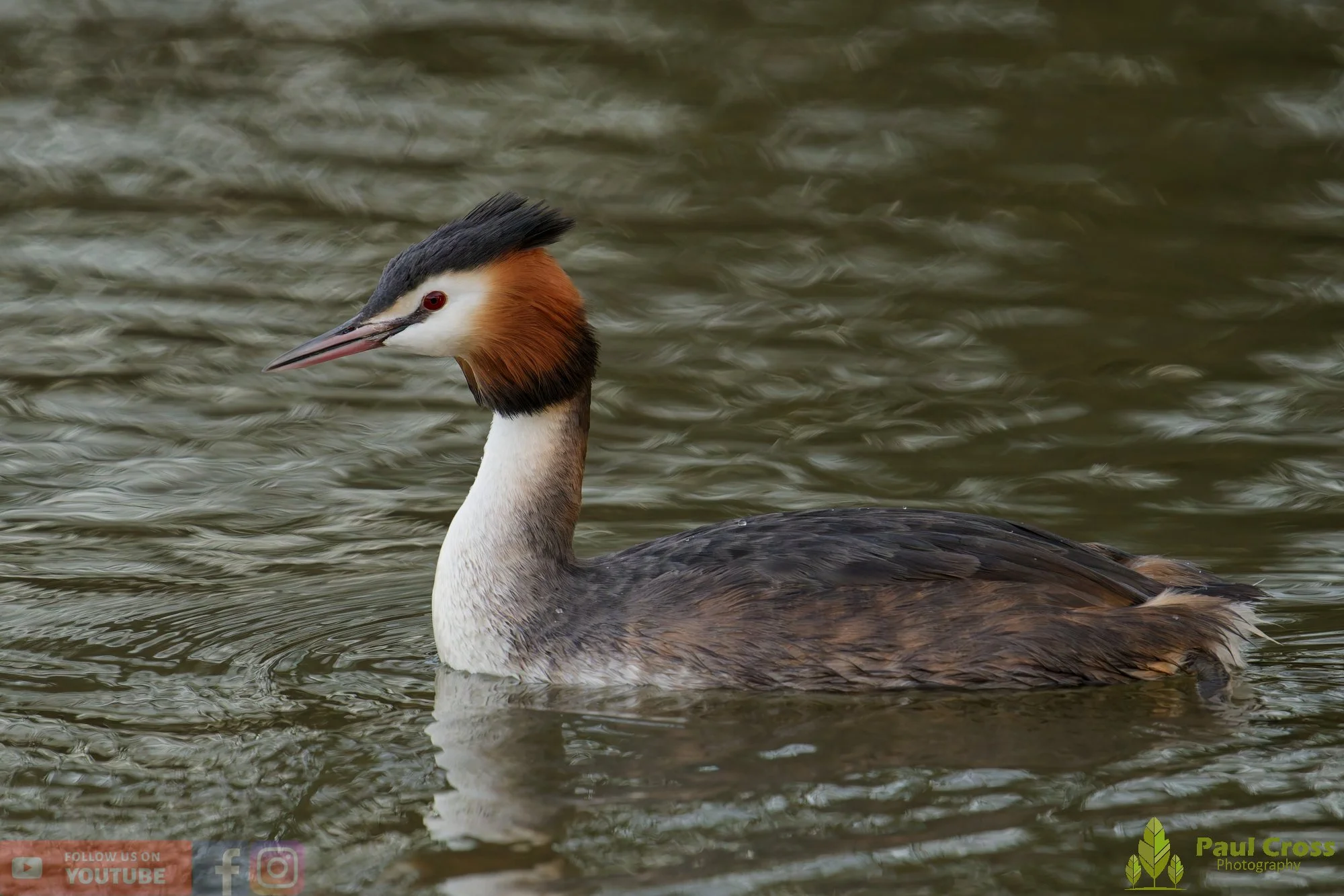 Great Crested Grebe-01062.jpg