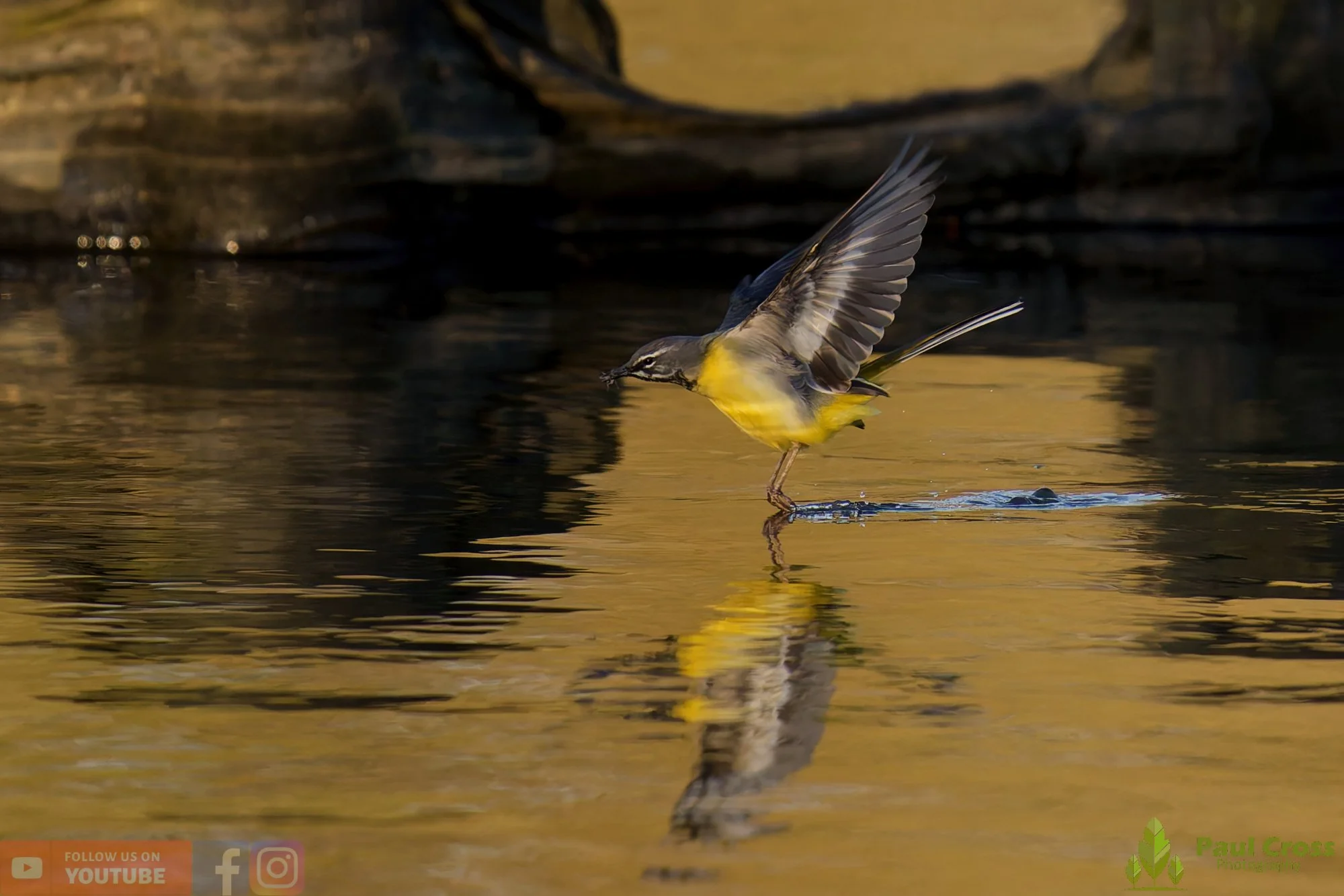 Grey Wagtail-00150.jpg