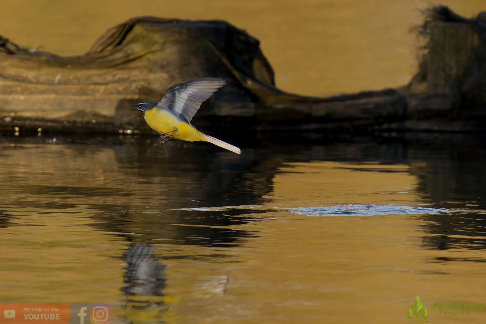 Grey Wagtail-00151.jpg