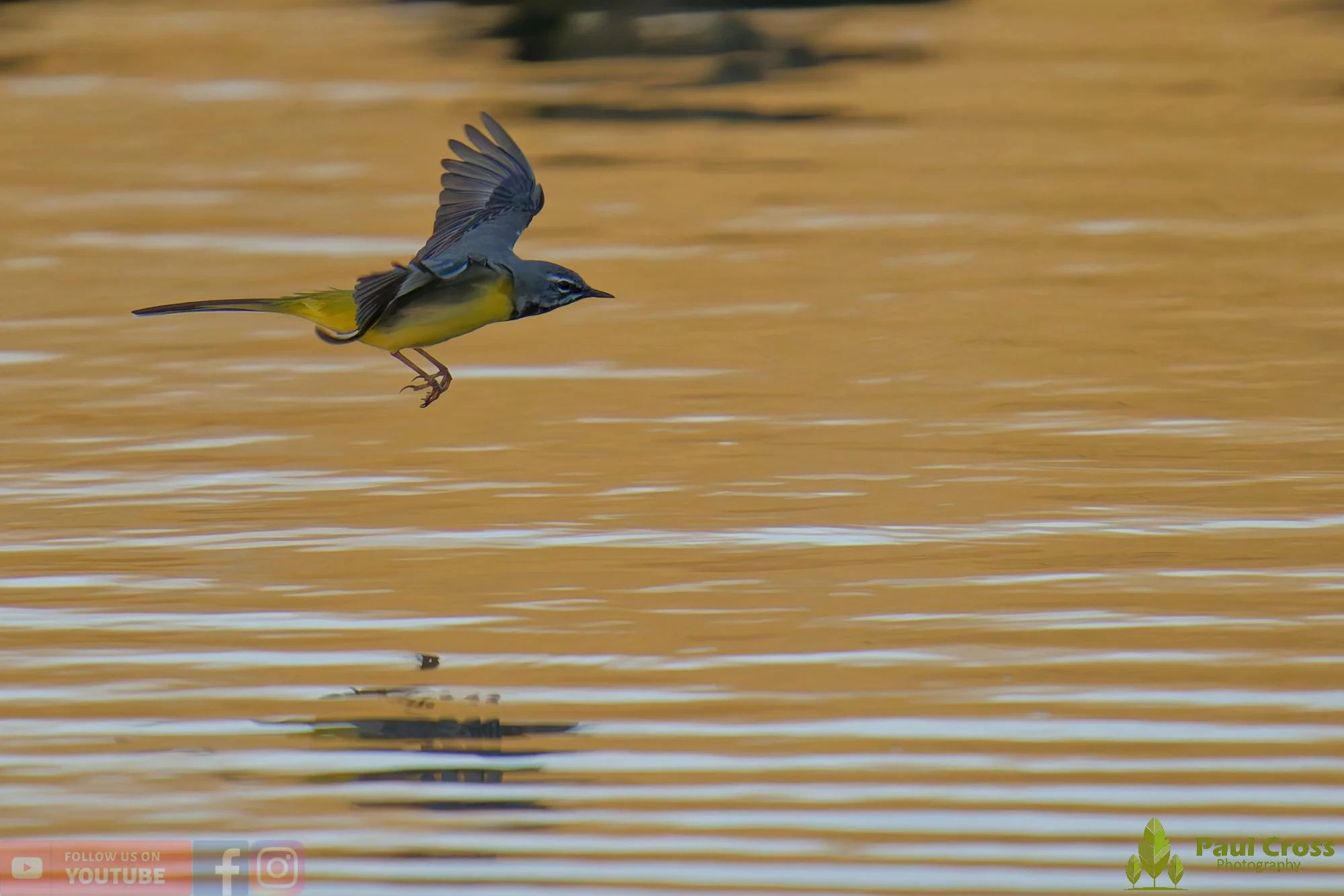 Grey Wagtail-00152.jpg