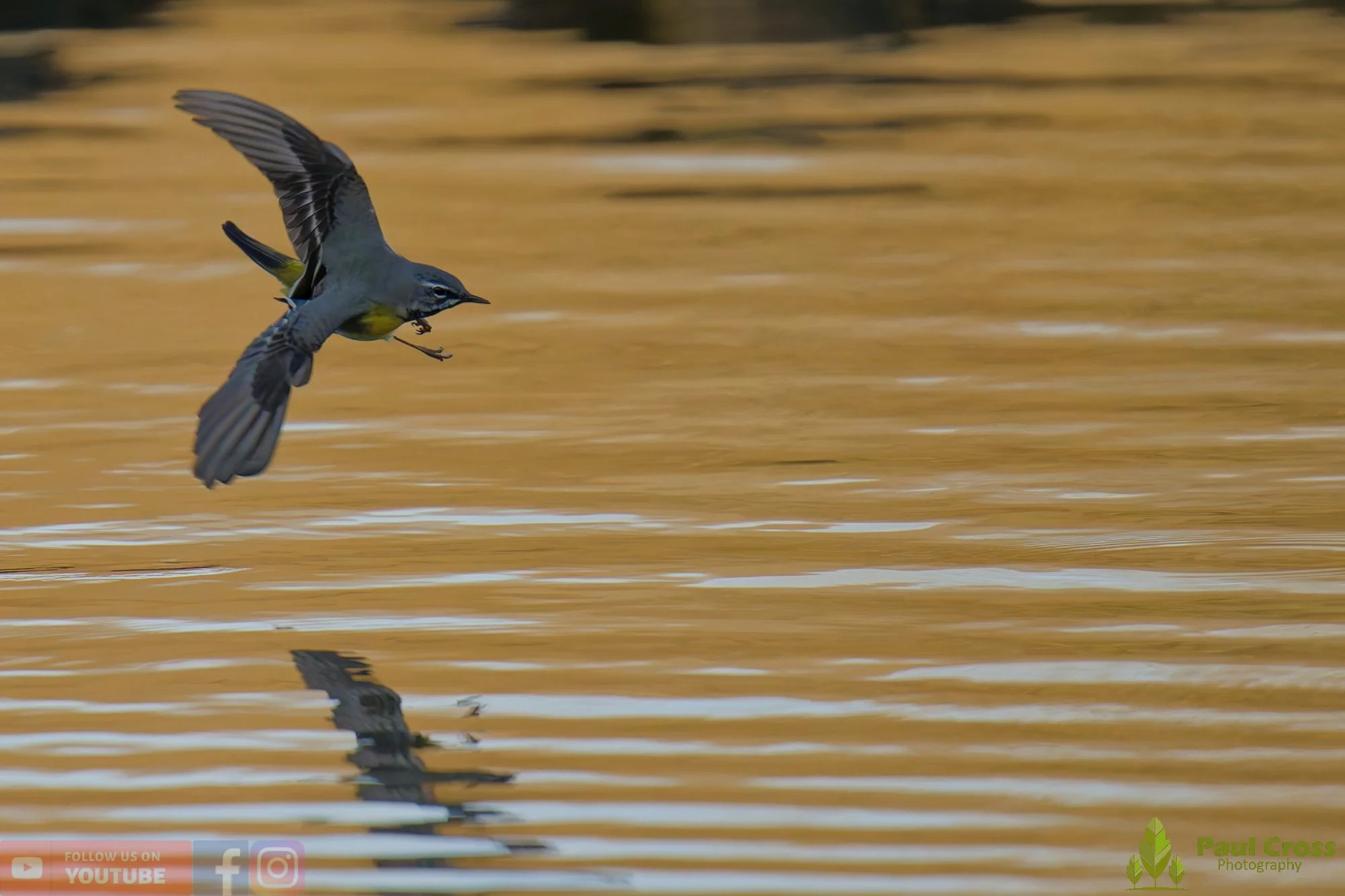 Grey Wagtail-00153.jpg