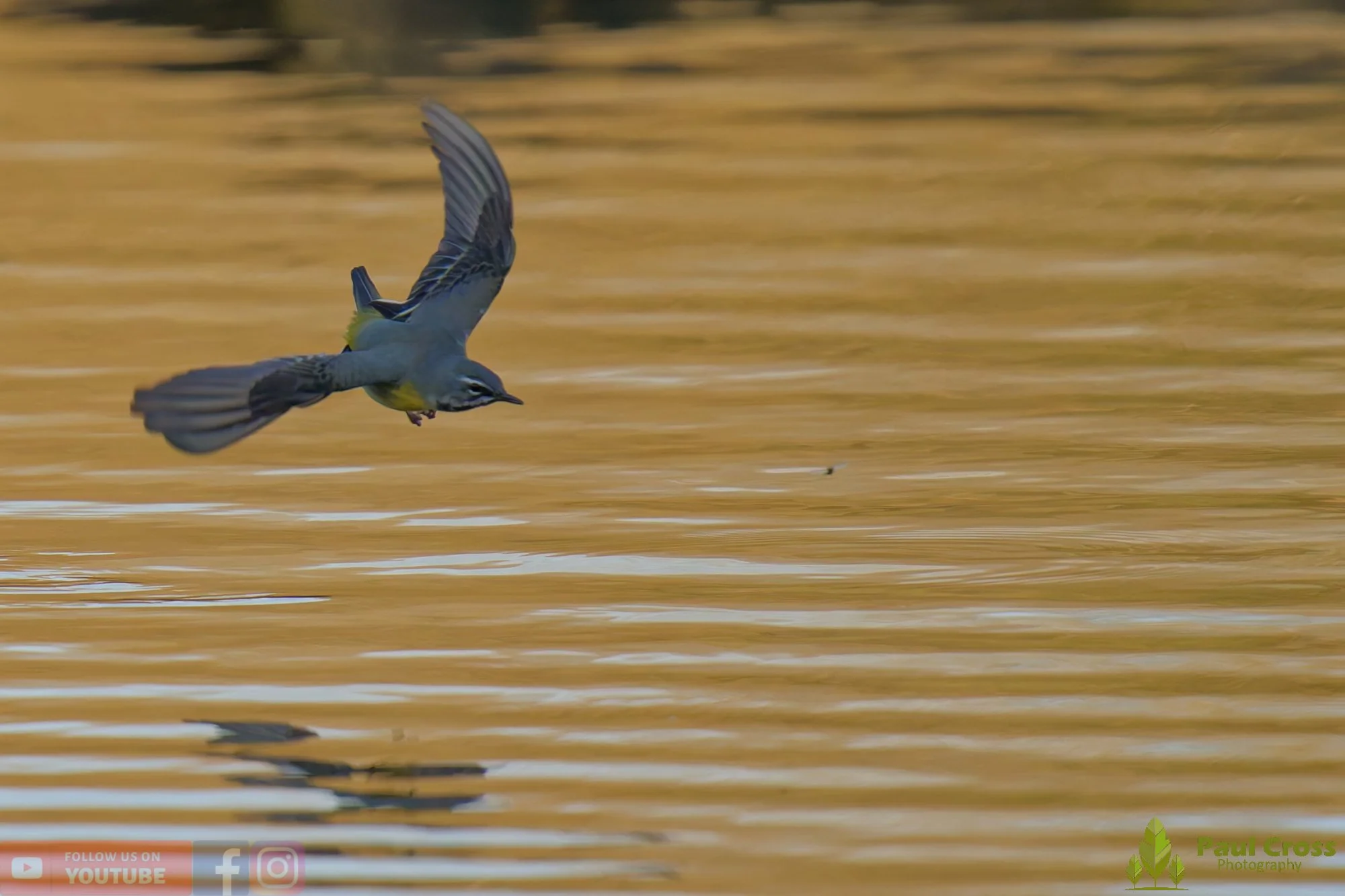 Grey Wagtail-00154.jpg
