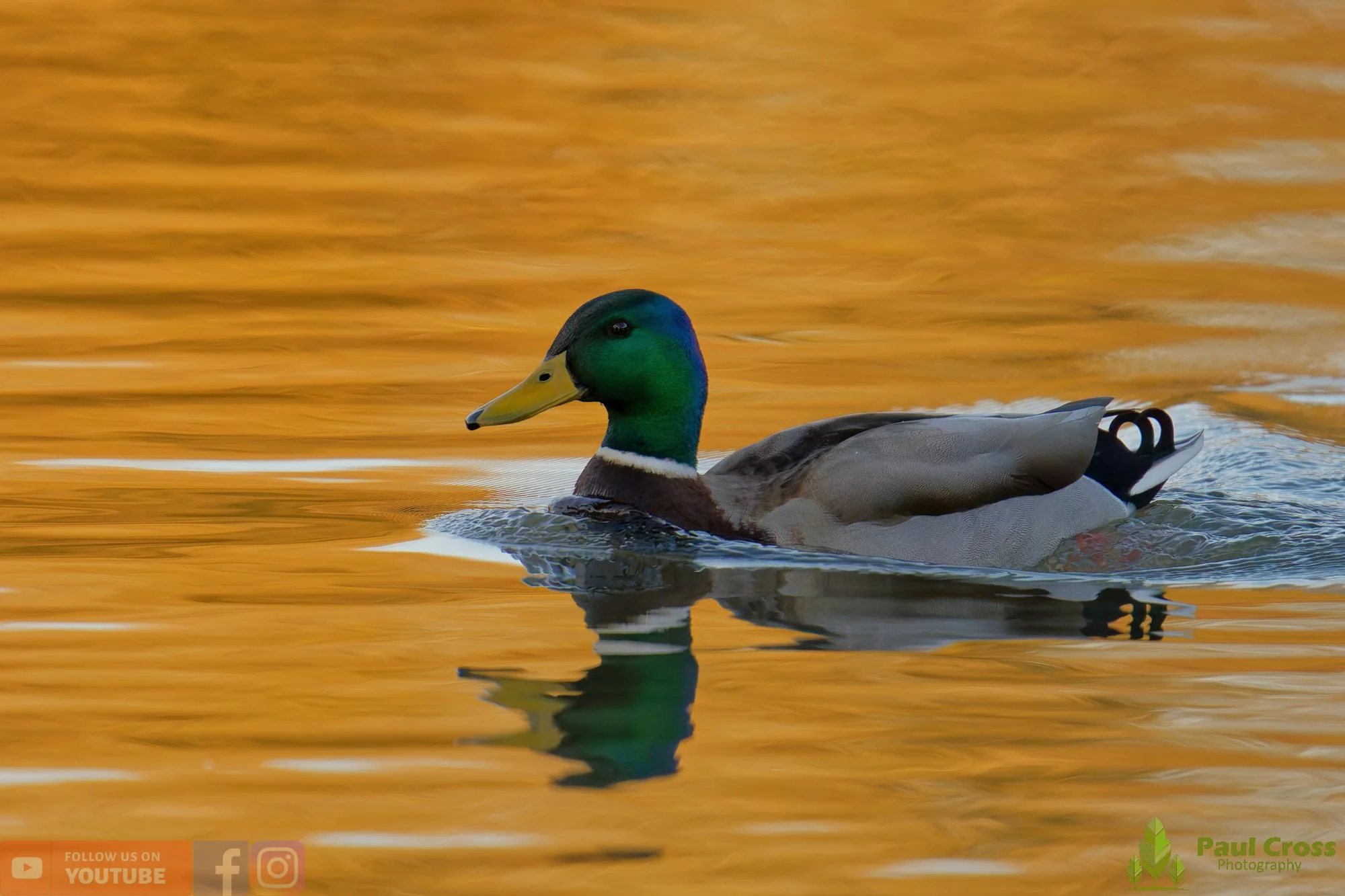 Mallard Duck-01233.jpg