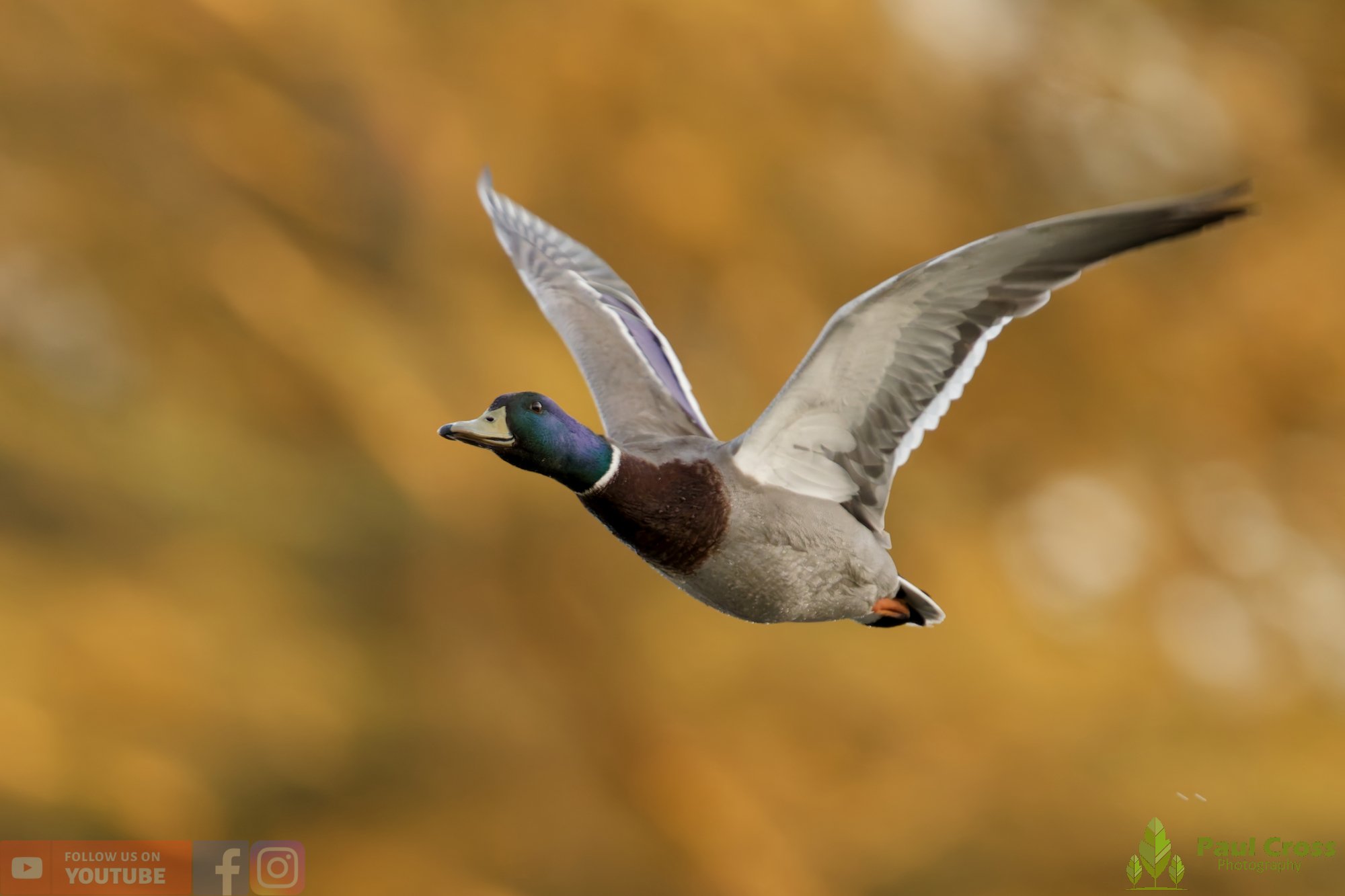 Mallard Duck-01235.jpg