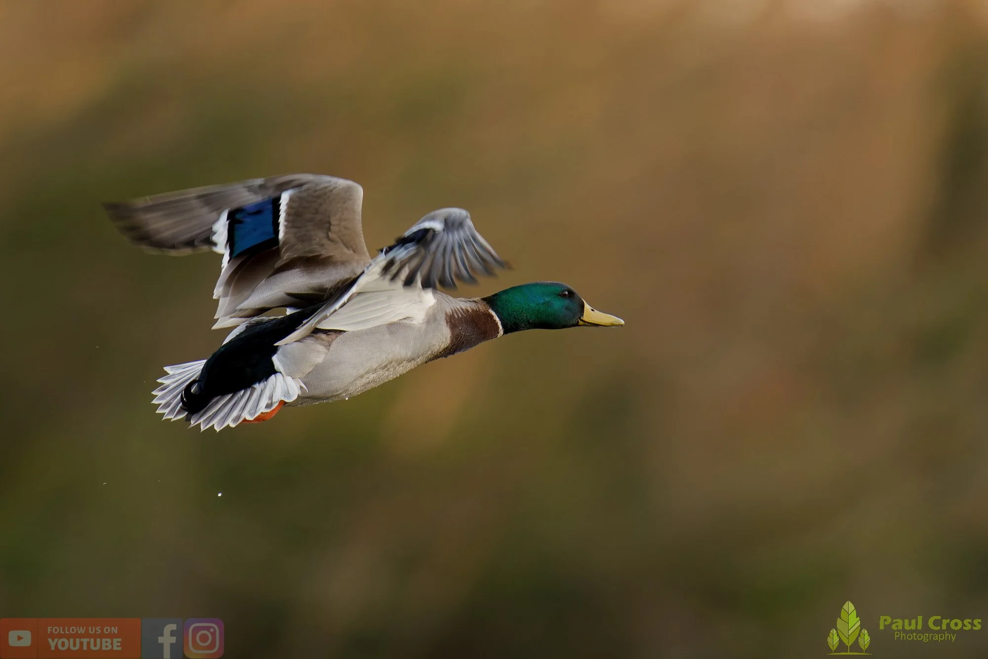 Mallard Duck-01236.jpg