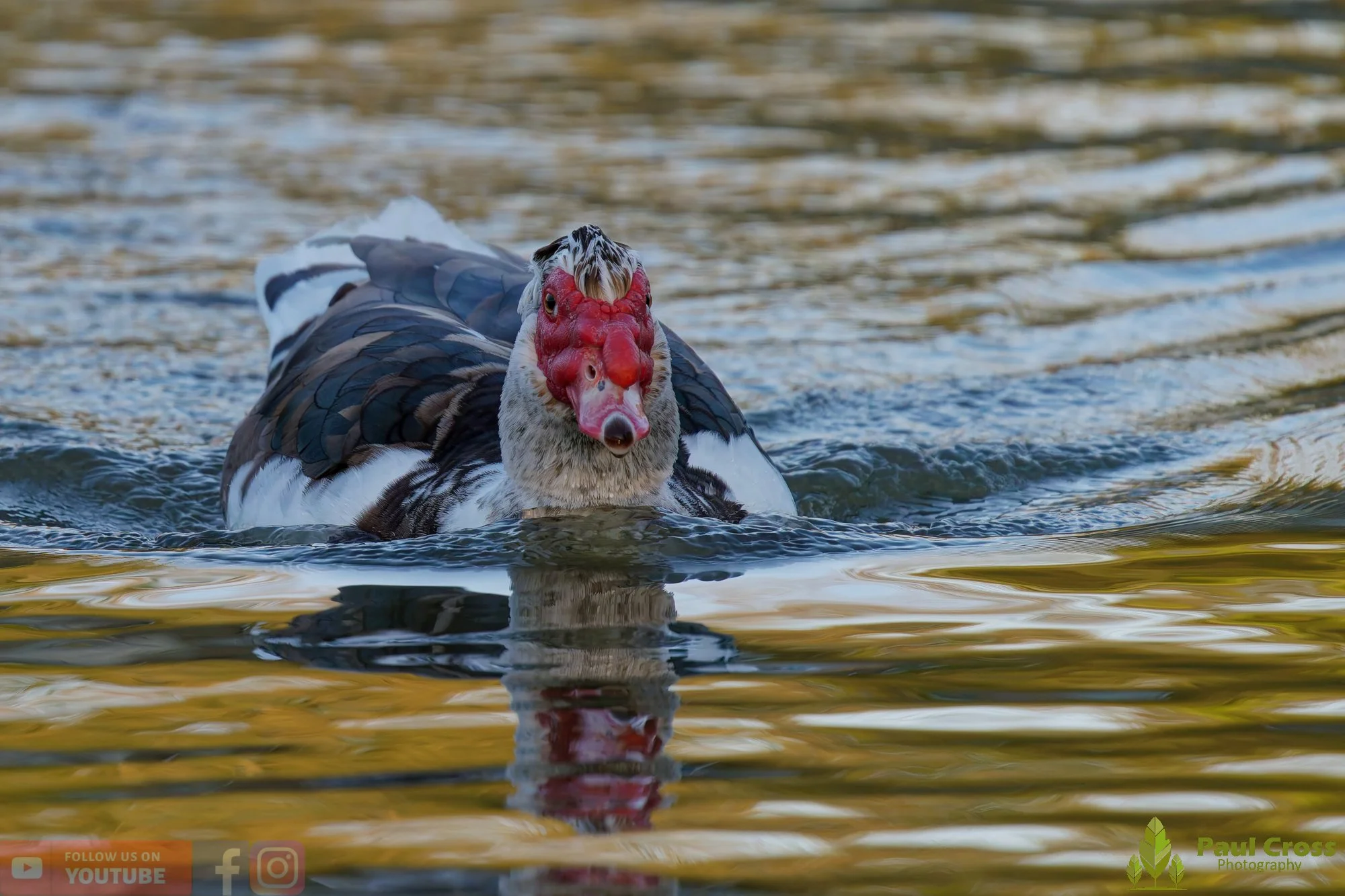 Muscovy Duck-00007.jpg