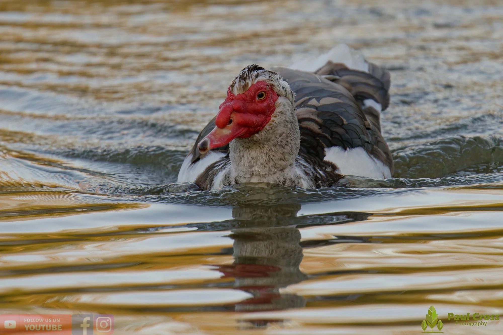 Muscovy Duck-00008.jpg