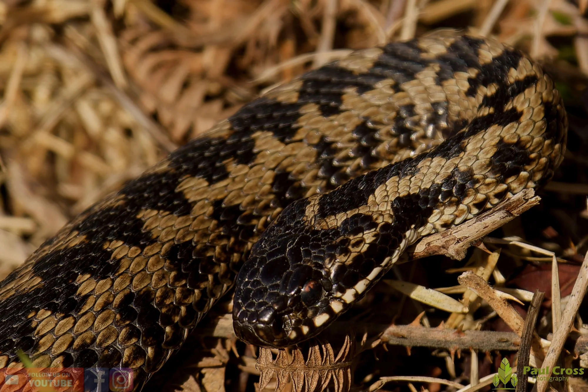 Common European Adder-00001.jpg