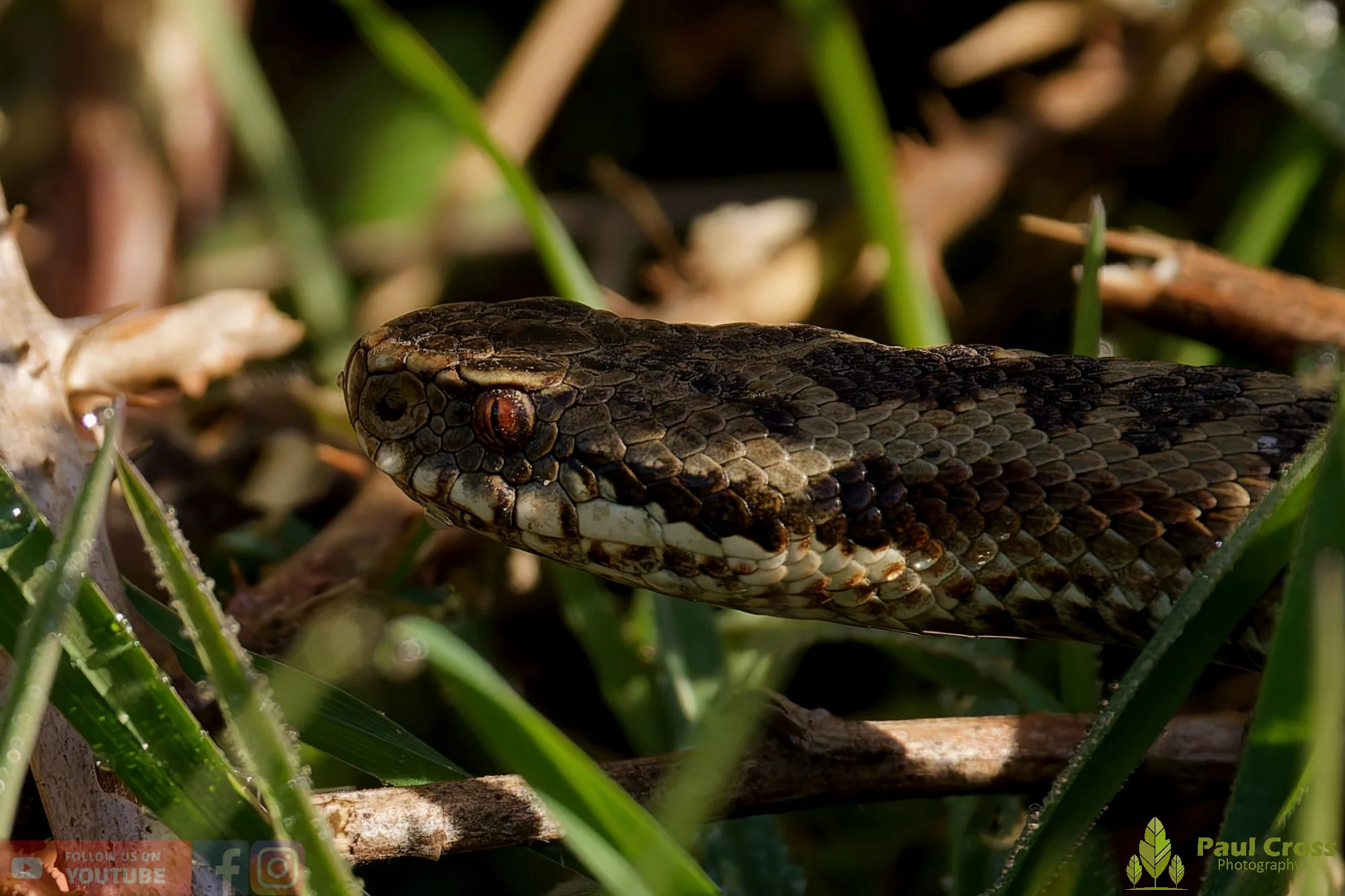 Common European Adder-00002.jpg