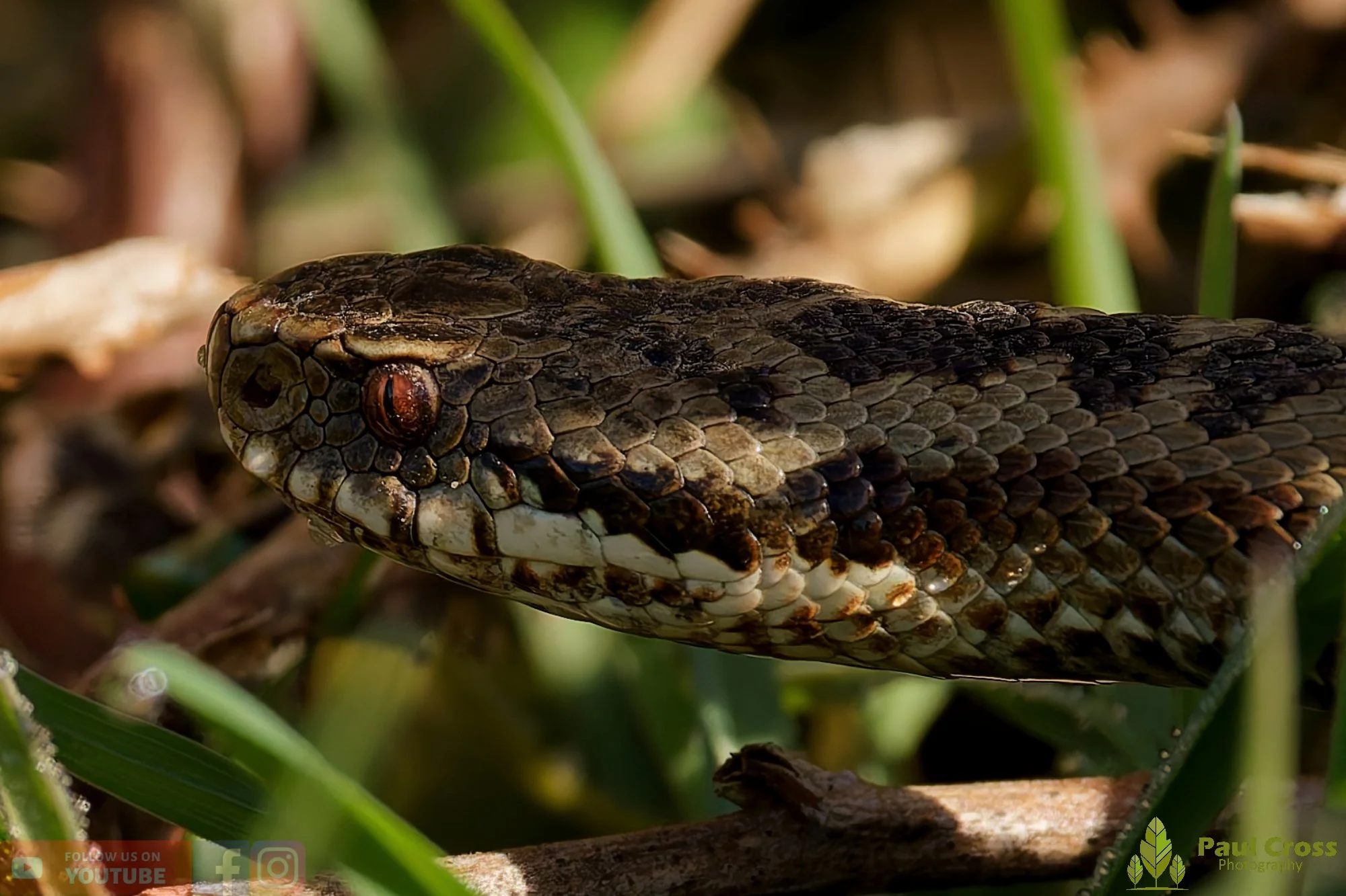 Common European Adder-00003.jpg