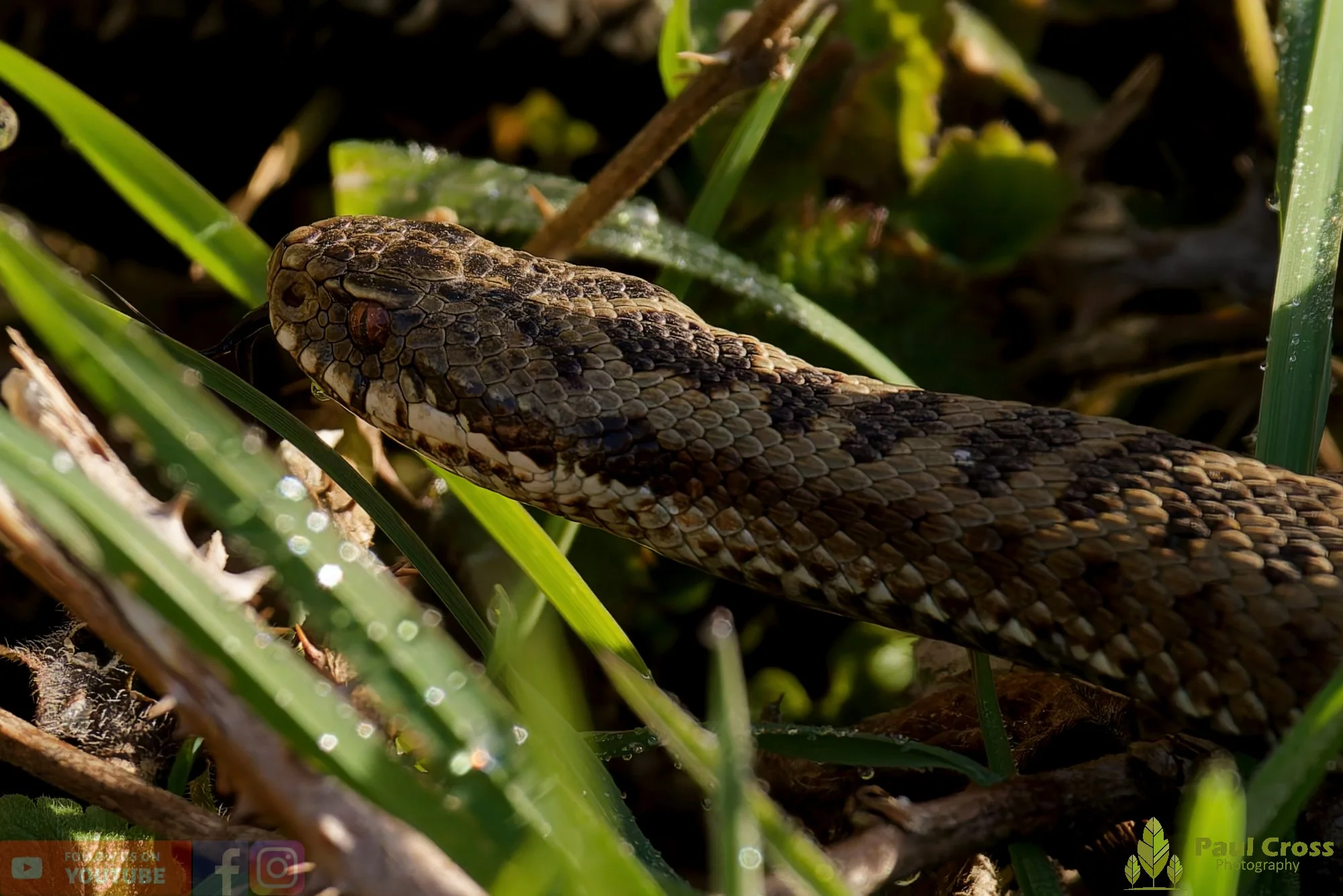 Common European Adder-00004.jpg