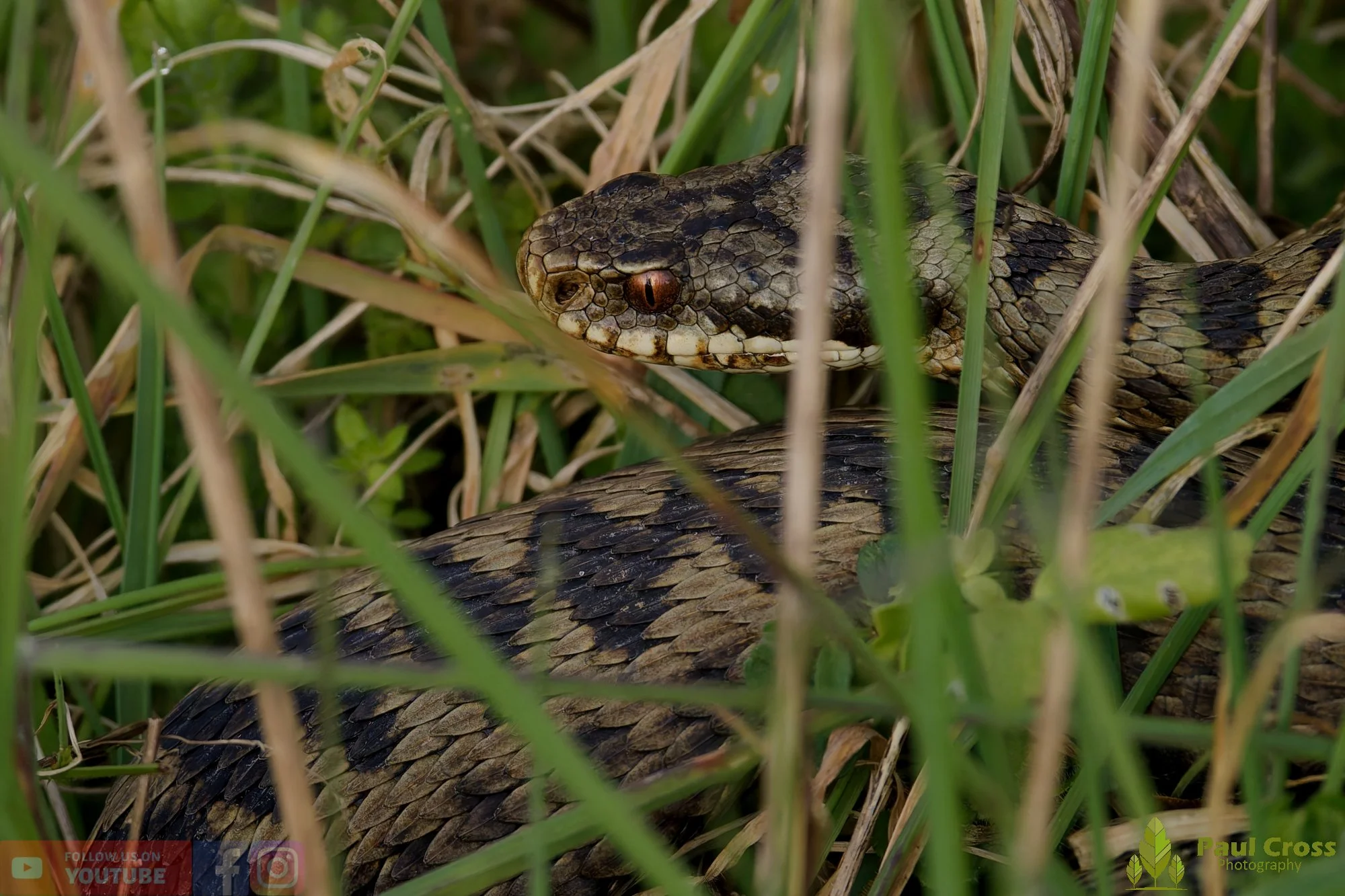 Common European Adder-00005.jpg