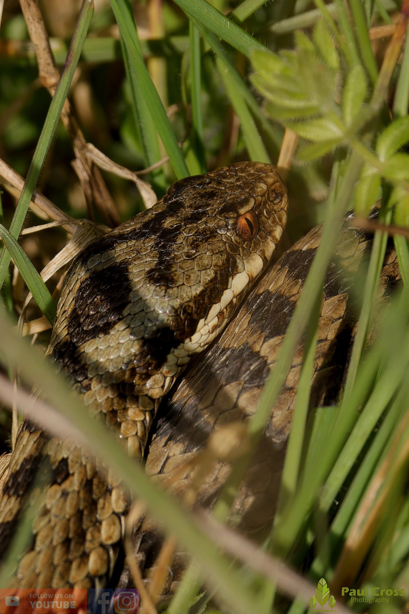 Common European Adder-00006.jpg