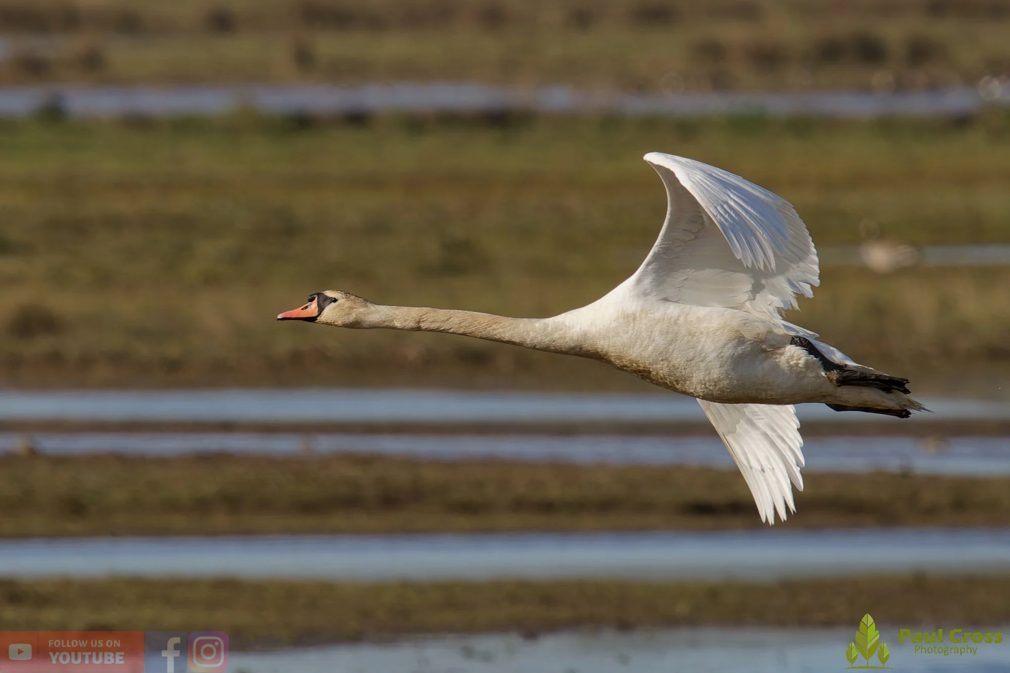 Mute Swan-00275.jpg