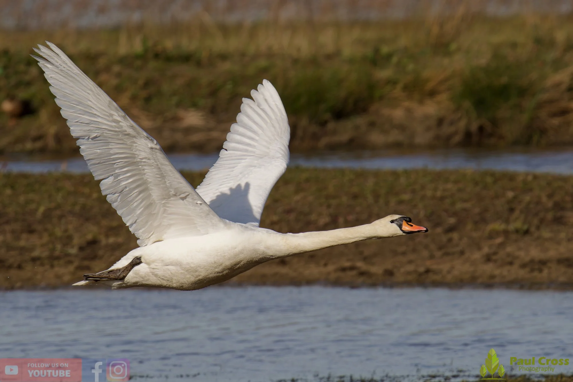 Mute Swan-00276.jpg