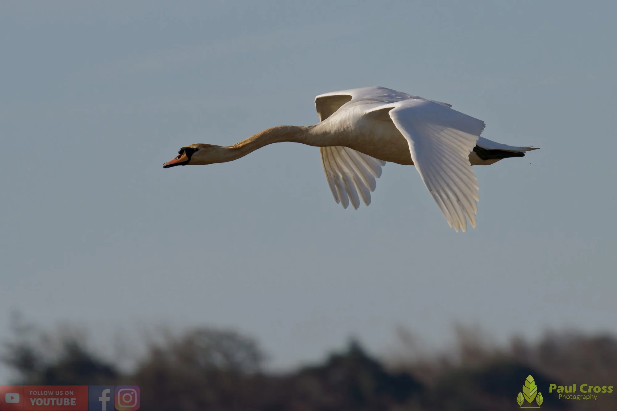 Mute Swan-00277.jpg