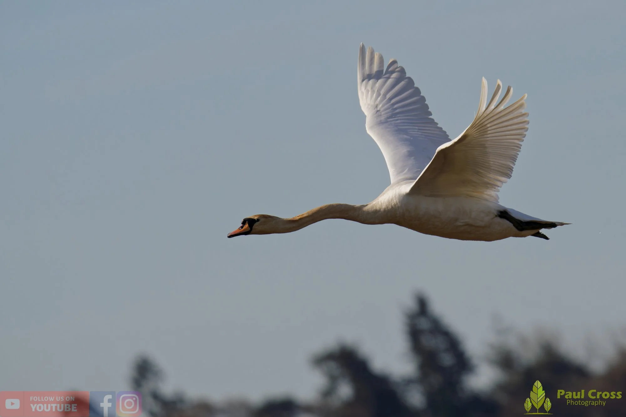 Mute Swan-00278.jpg