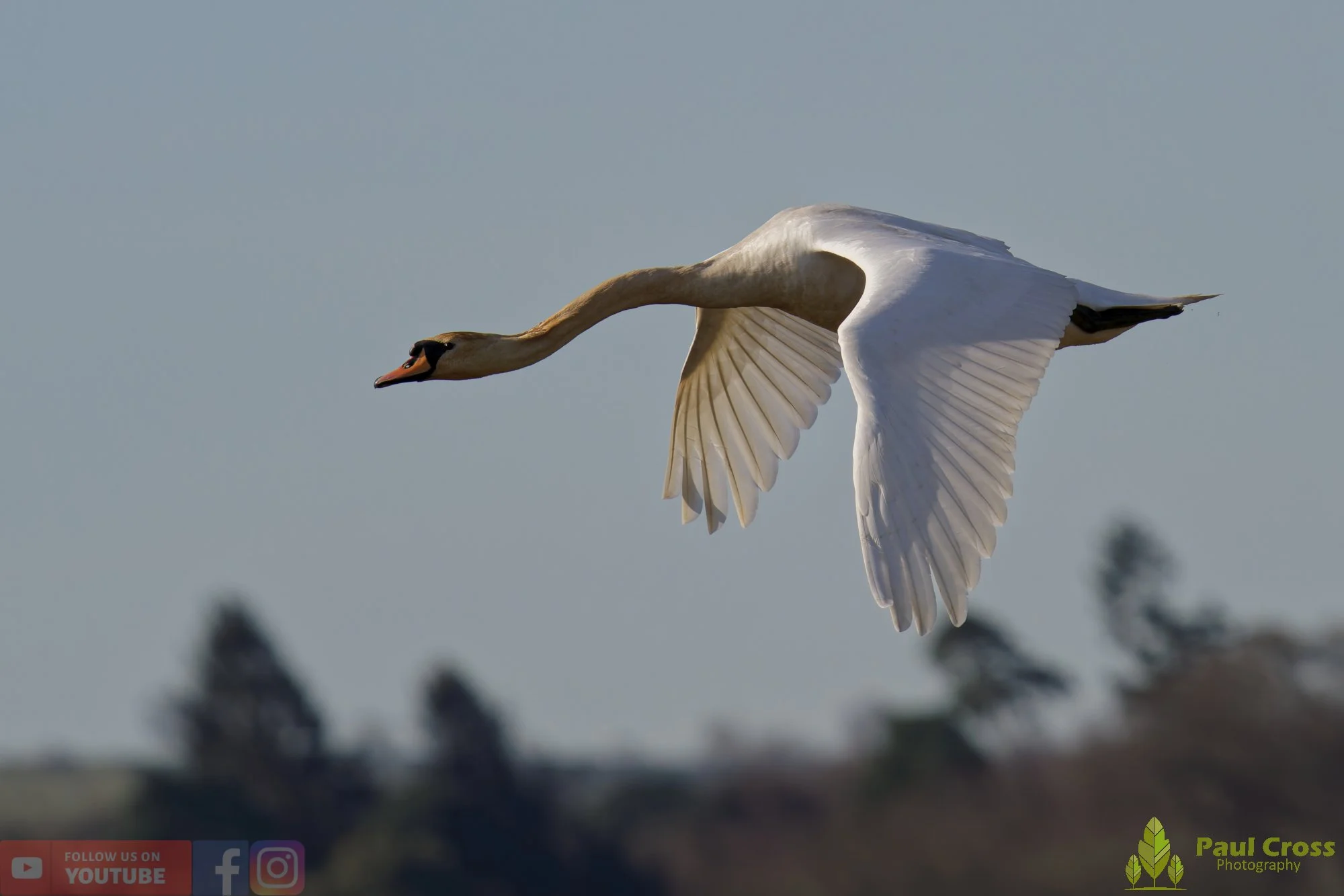 Mute Swan-00279.jpg