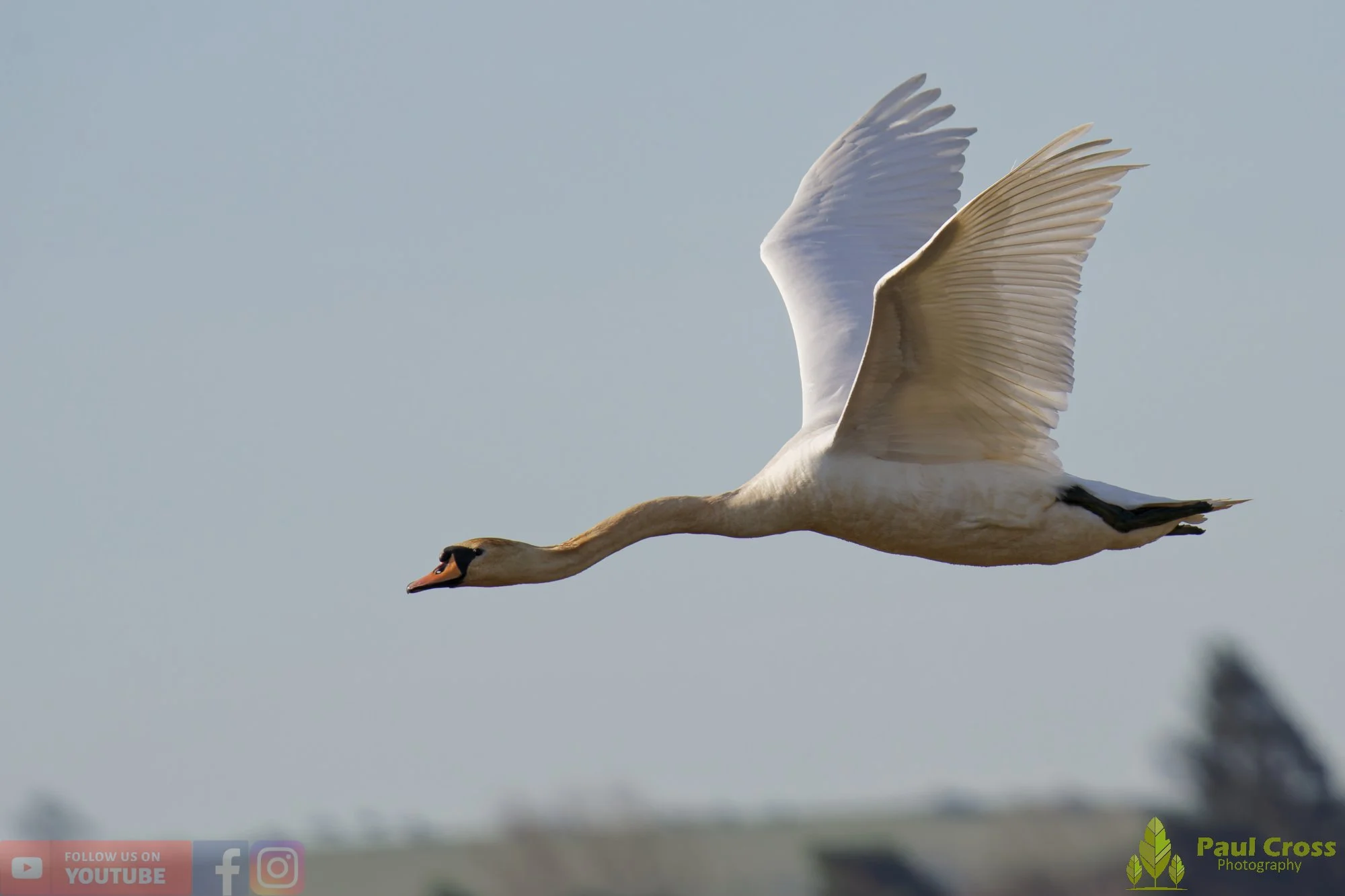 Mute Swan-00280.jpg