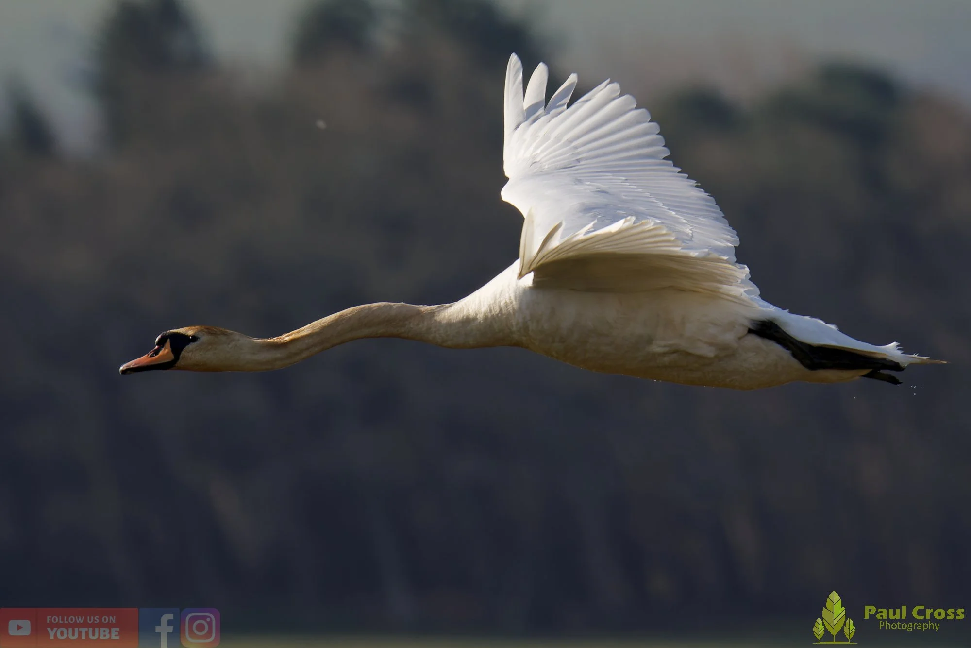 Mute Swan-00281.jpg