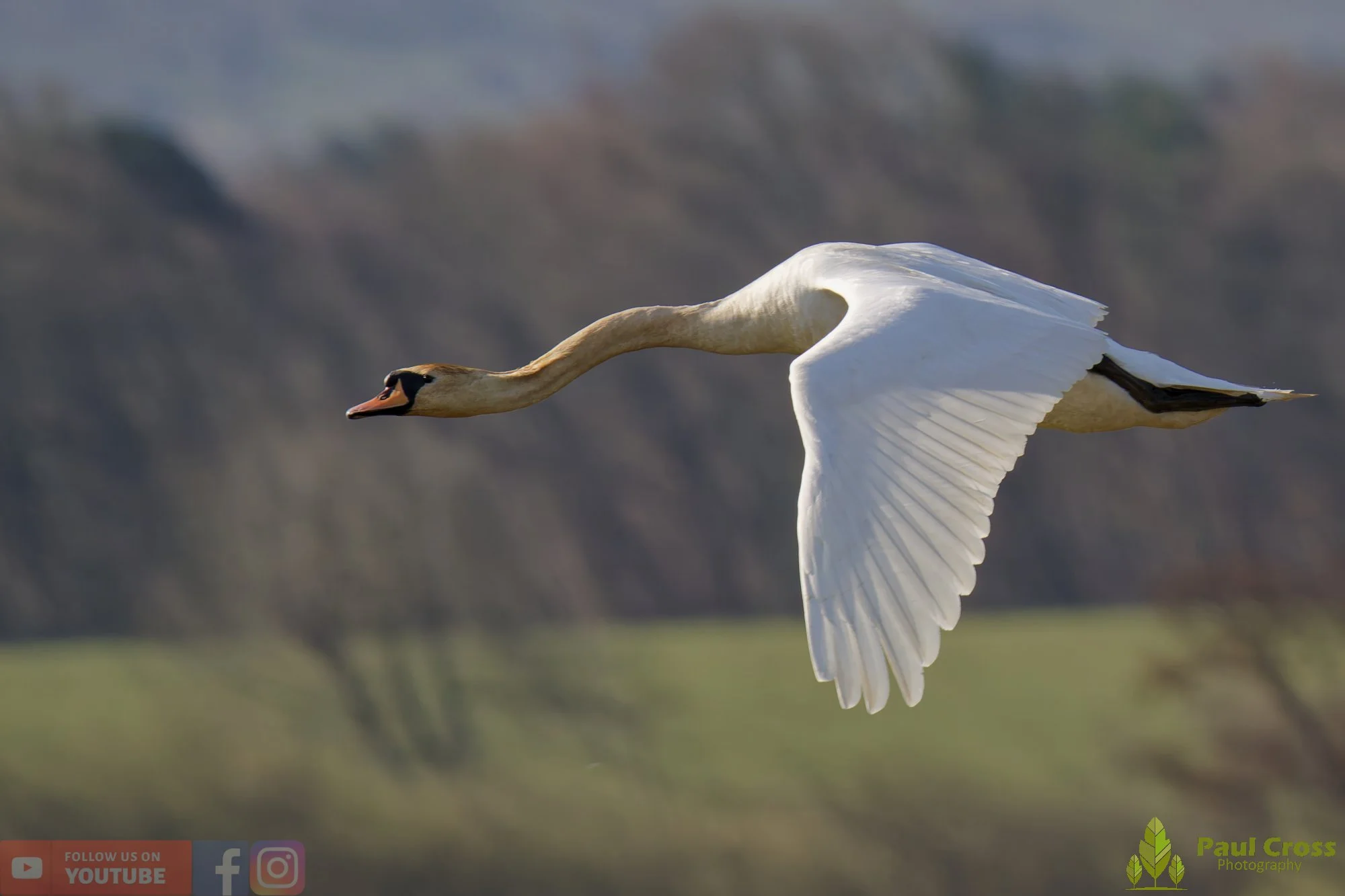 Mute Swan-00282.jpg
