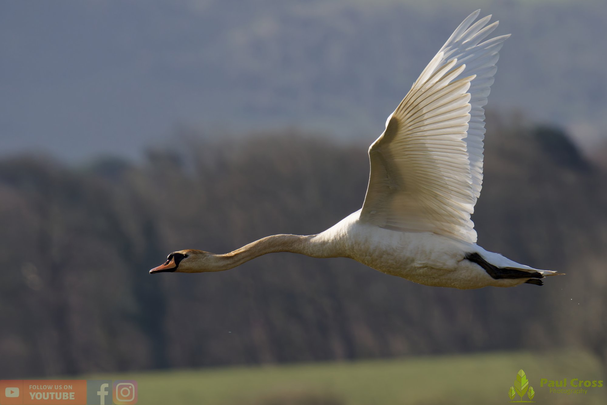 Mute Swan-00283.jpg