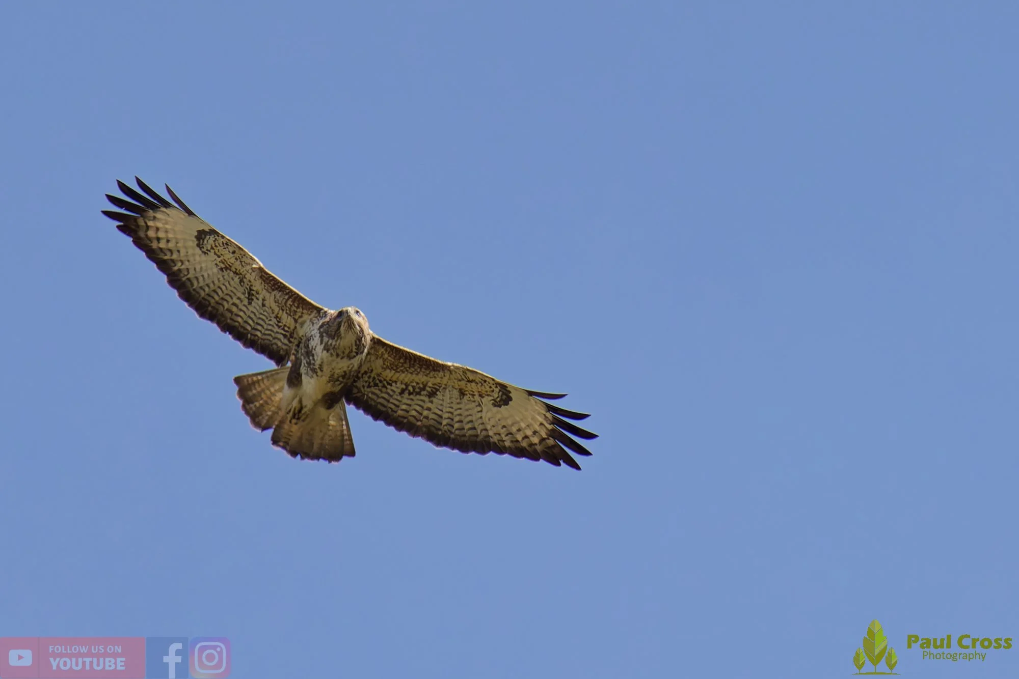 Buzzard-00111.jpg