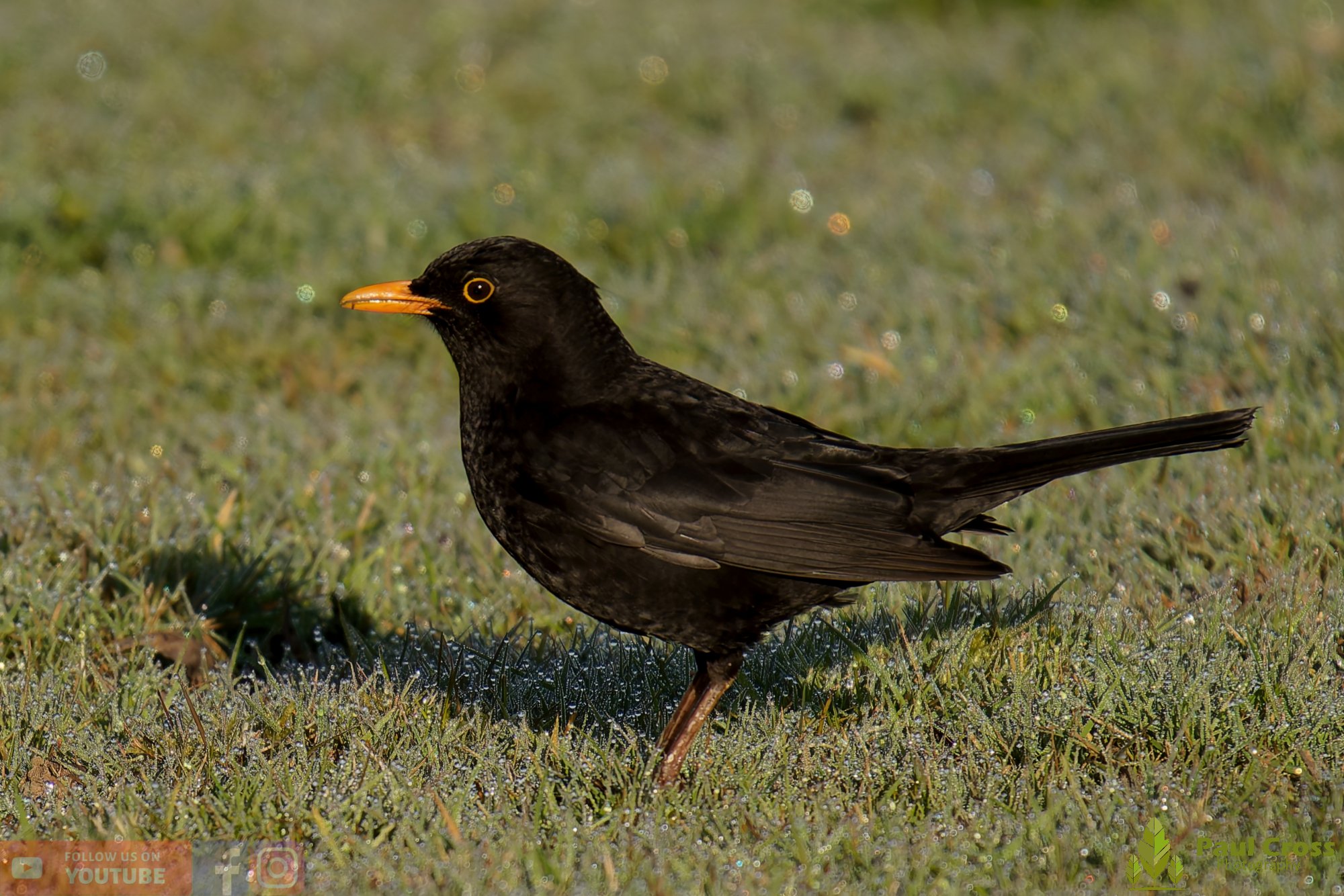 Blackbird-00085.jpg