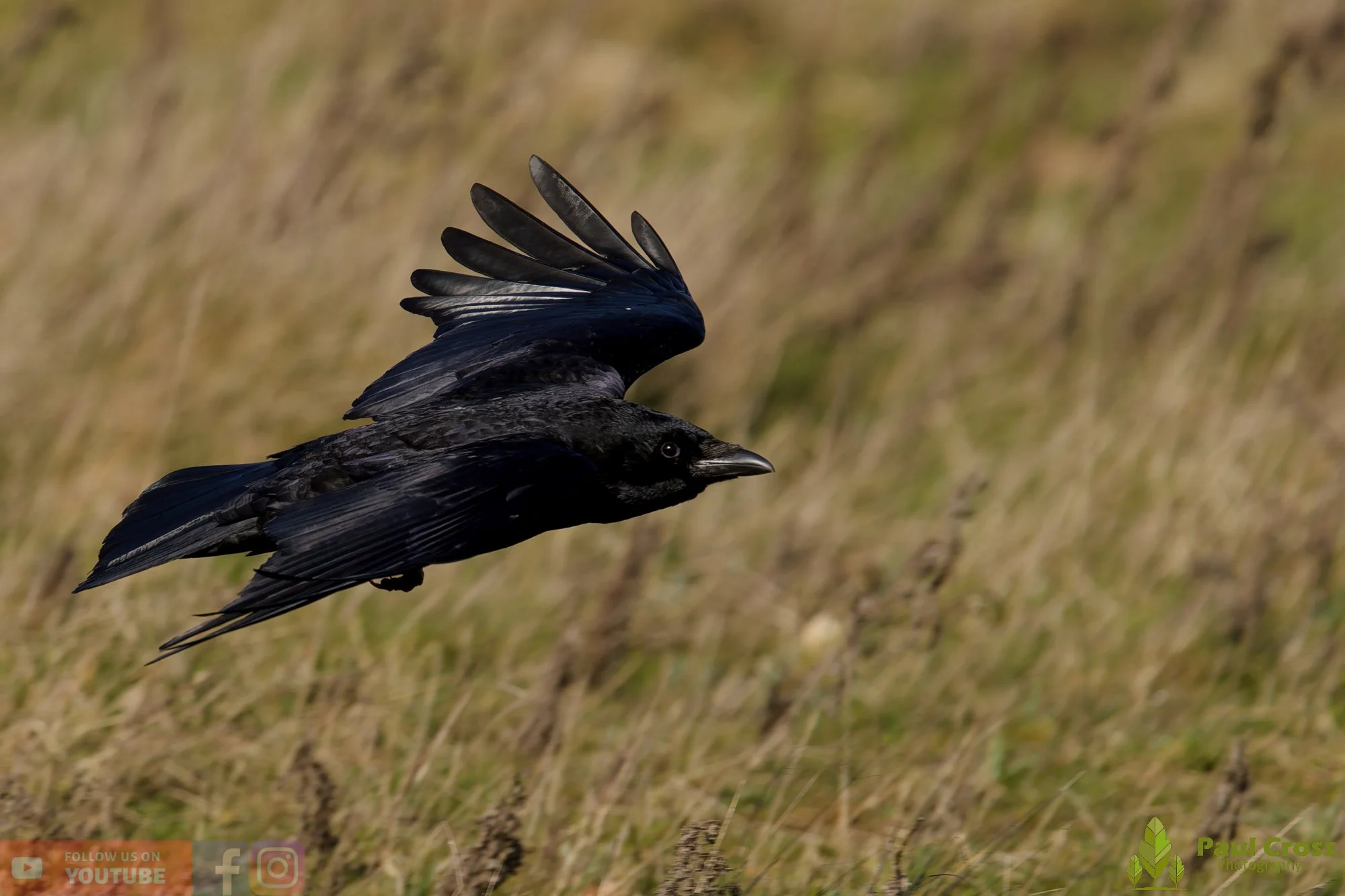 Carrion Crow-00133.jpg