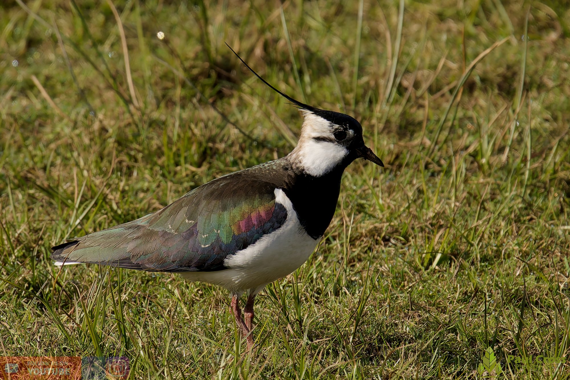 Northern lapwing-00134.jpg