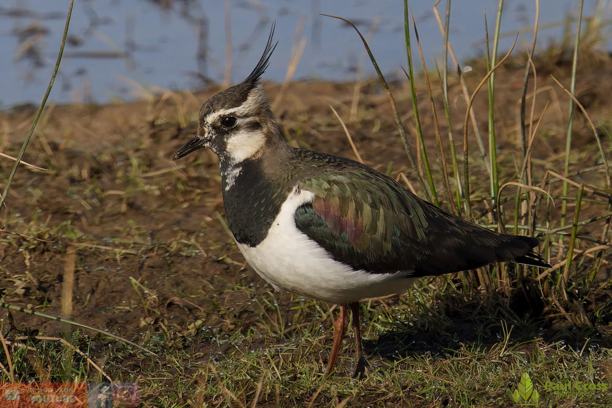 Northern lapwing-00135.jpg