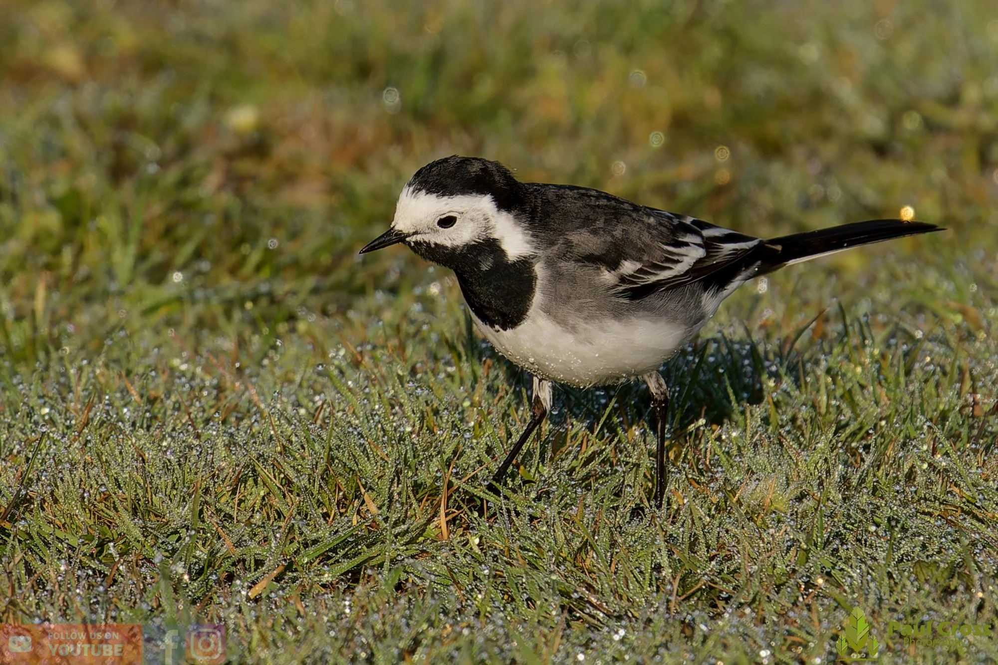 Pied Wagtail-00060.jpg