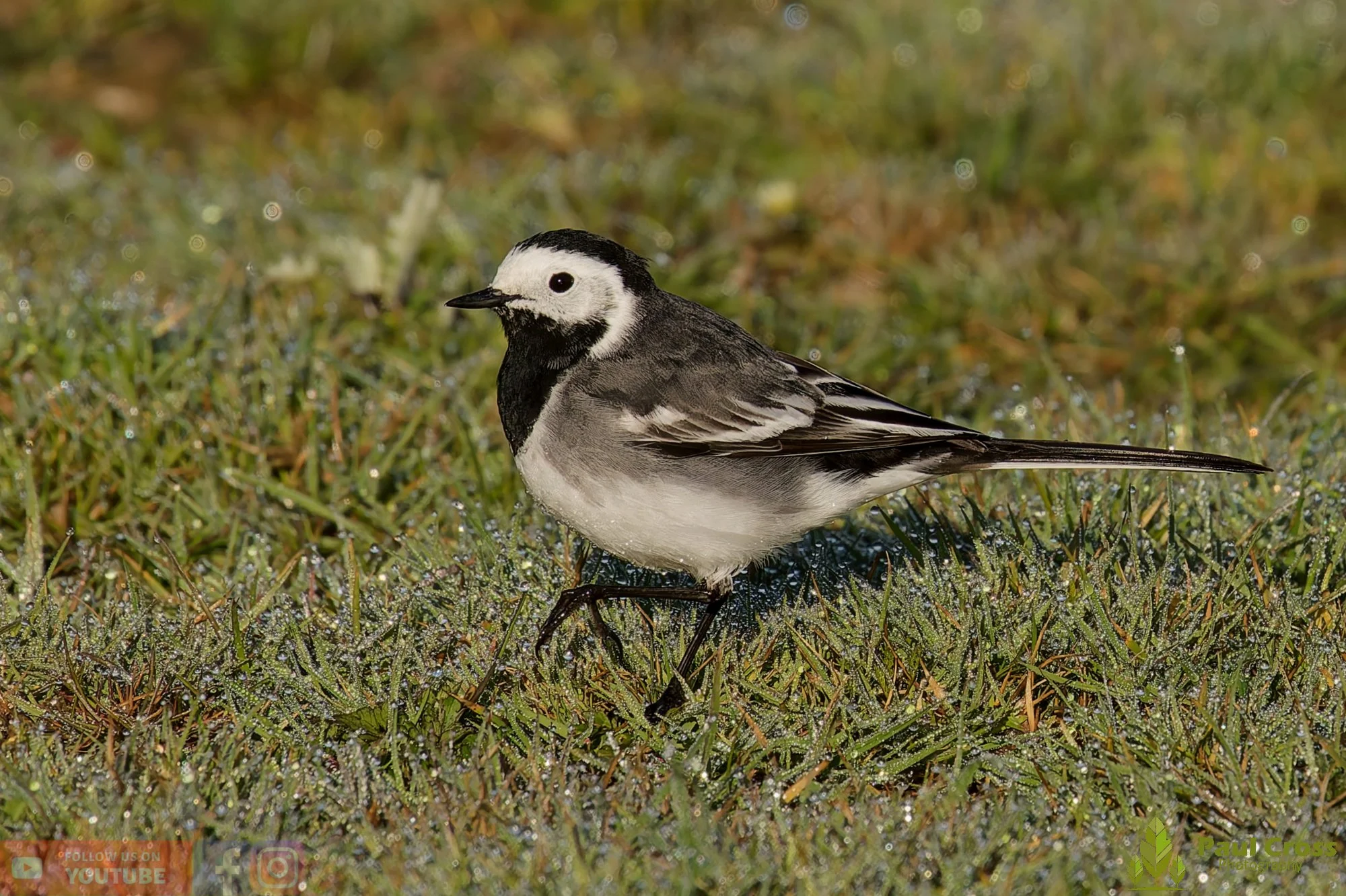 Pied Wagtail-00061.jpg