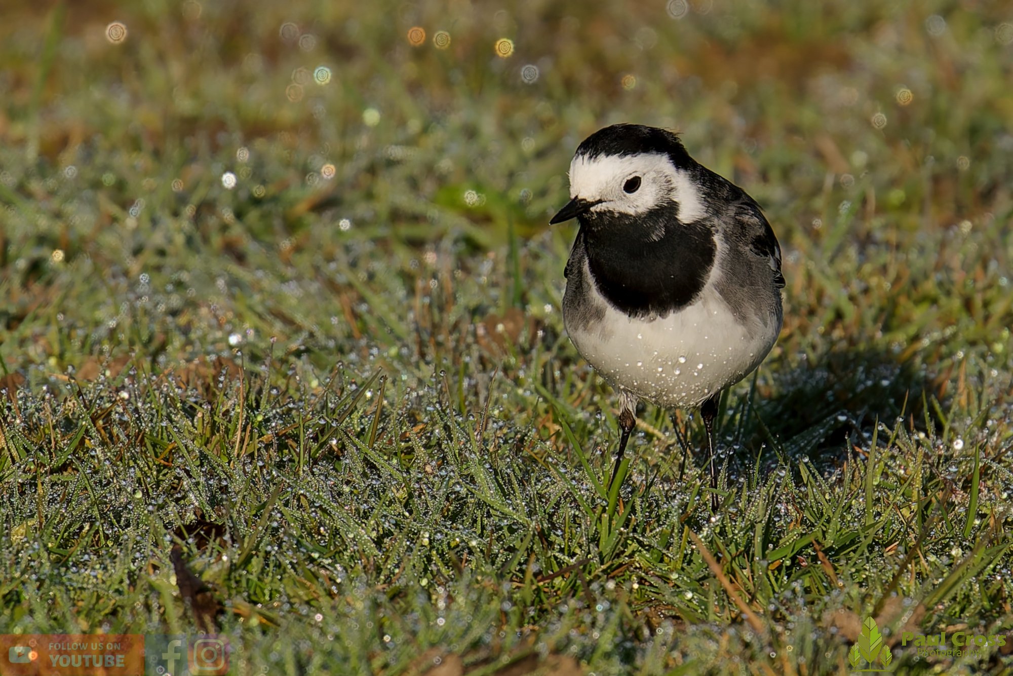 Pied Wagtail-00062.jpg