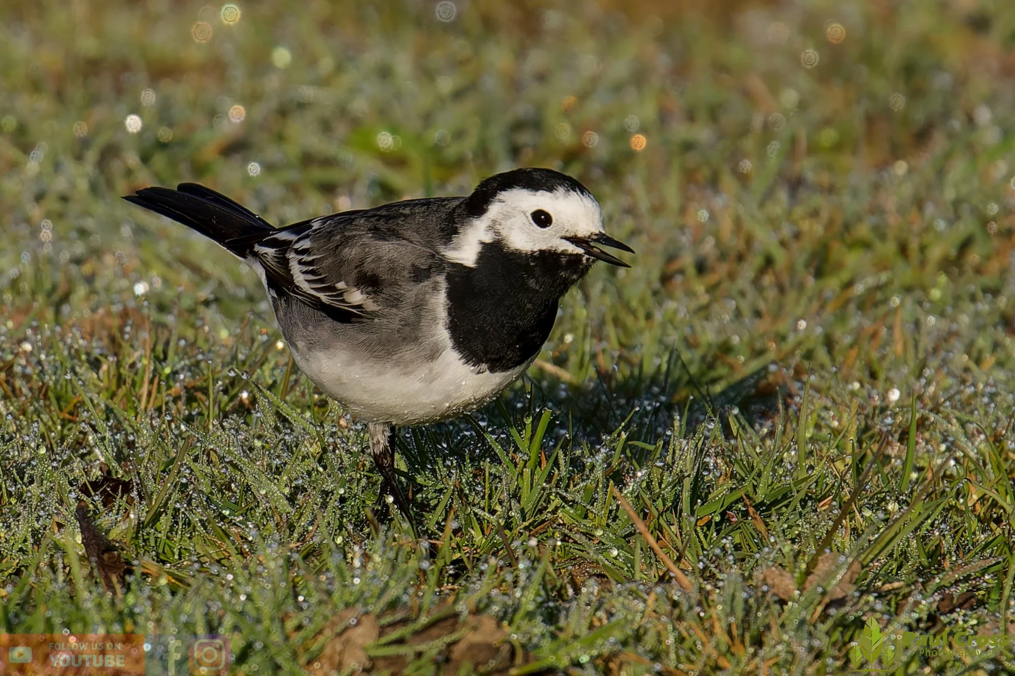 Pied Wagtail-00063.jpg
