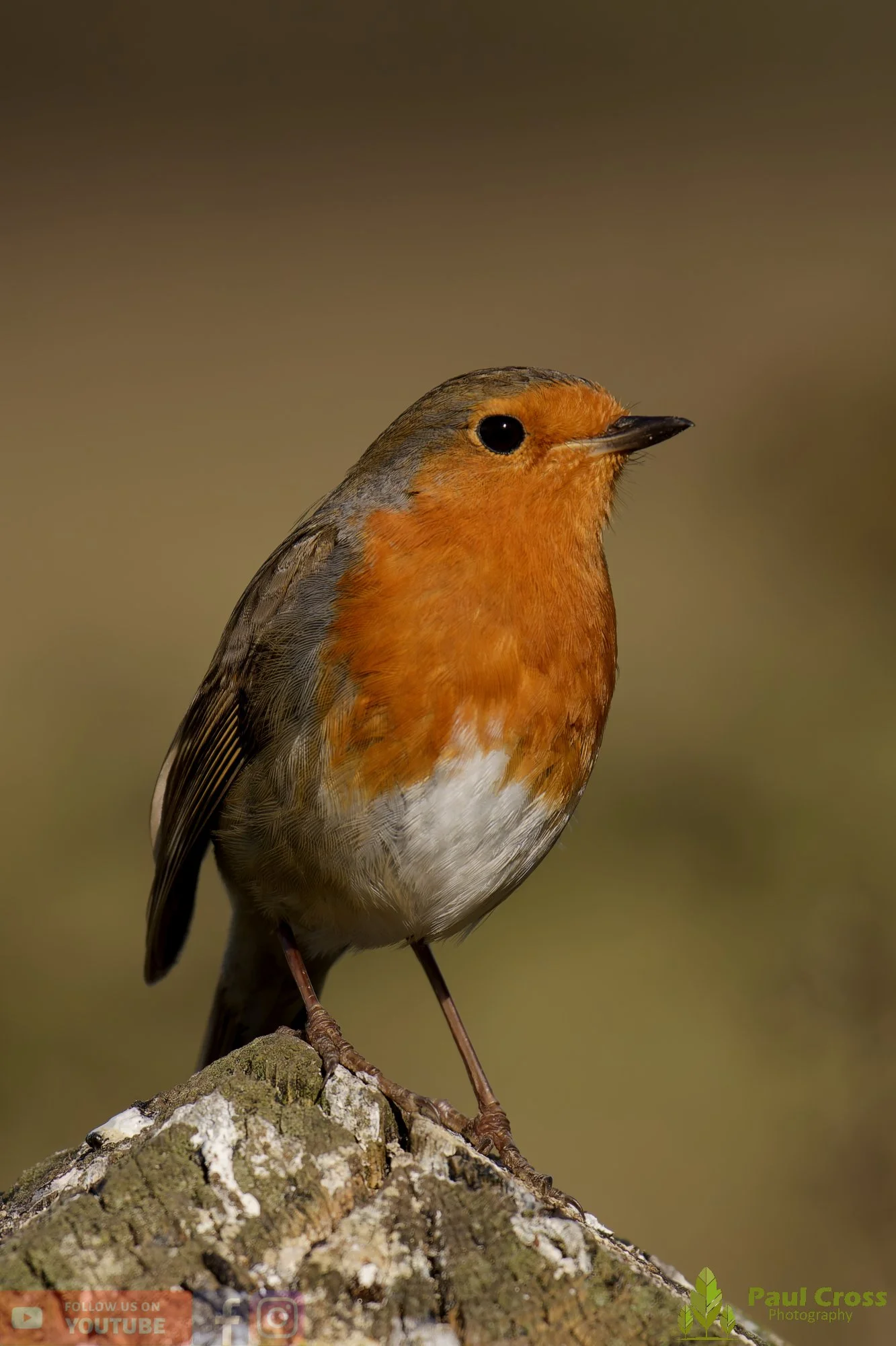 Robin-00304.jpg