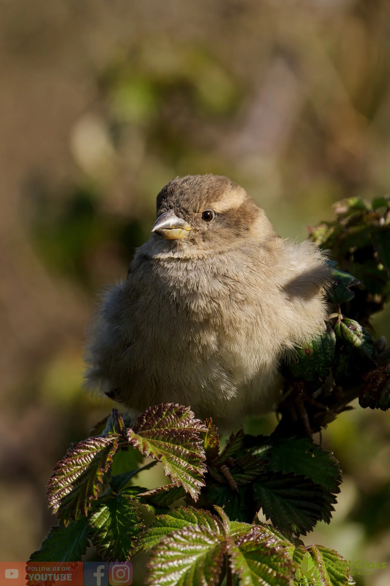 Sparrow-00119.jpg