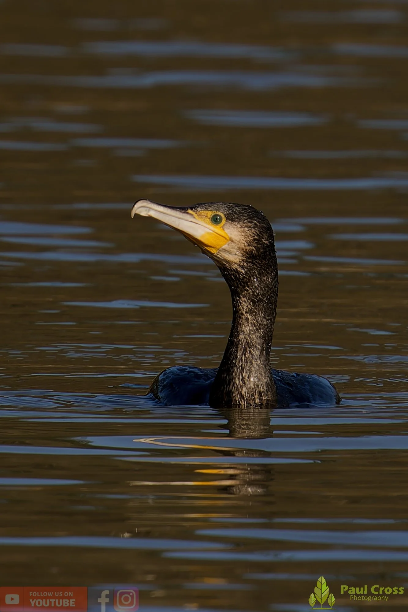 Cormorant-00381.jpg