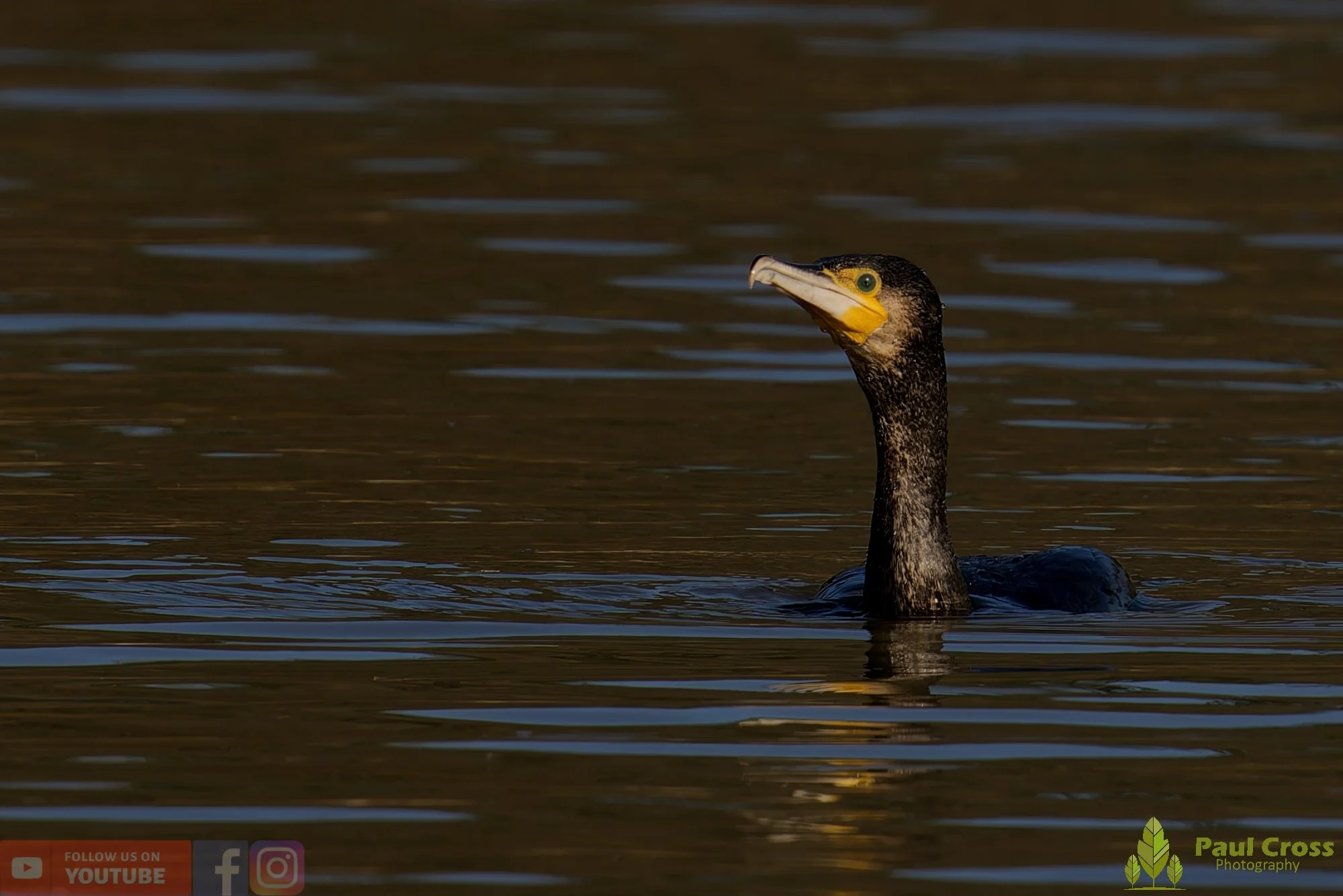 Cormorant-00382.jpg