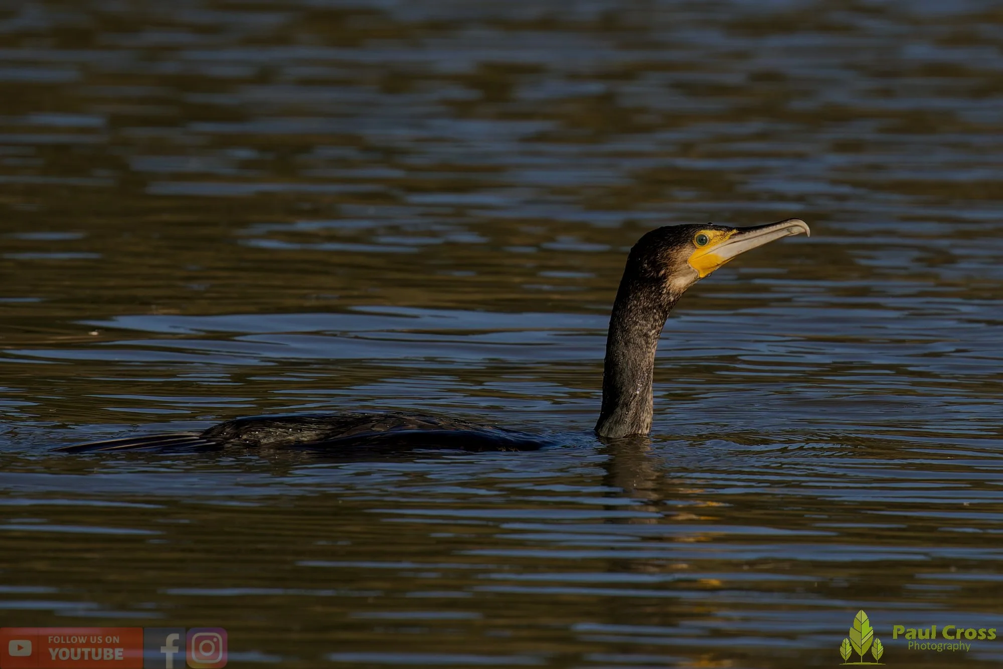 Cormorant-00383.jpg