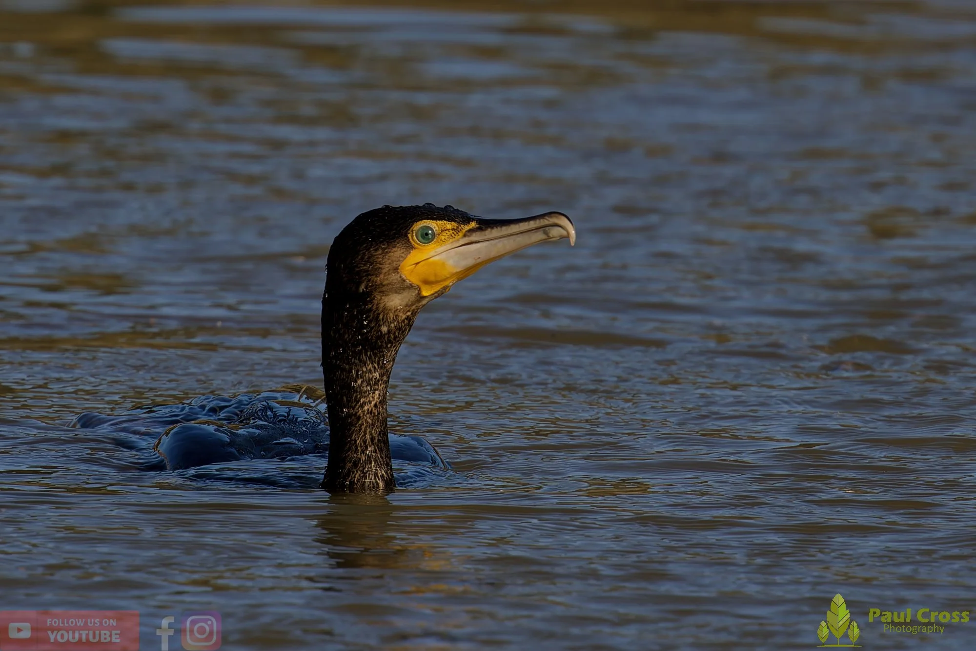 Cormorant-00384.jpg