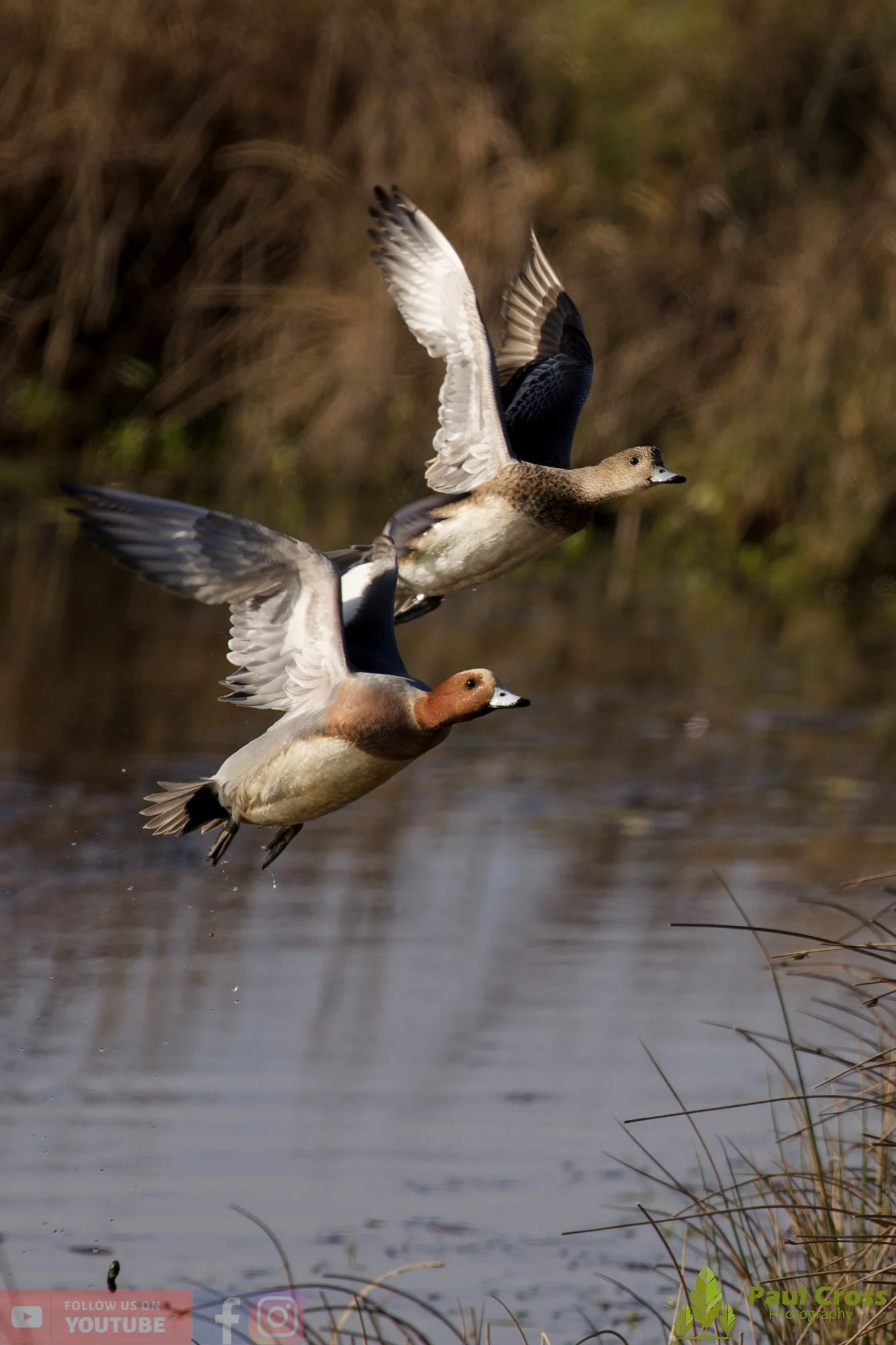 Eurasian Wigeon-00016.jpg