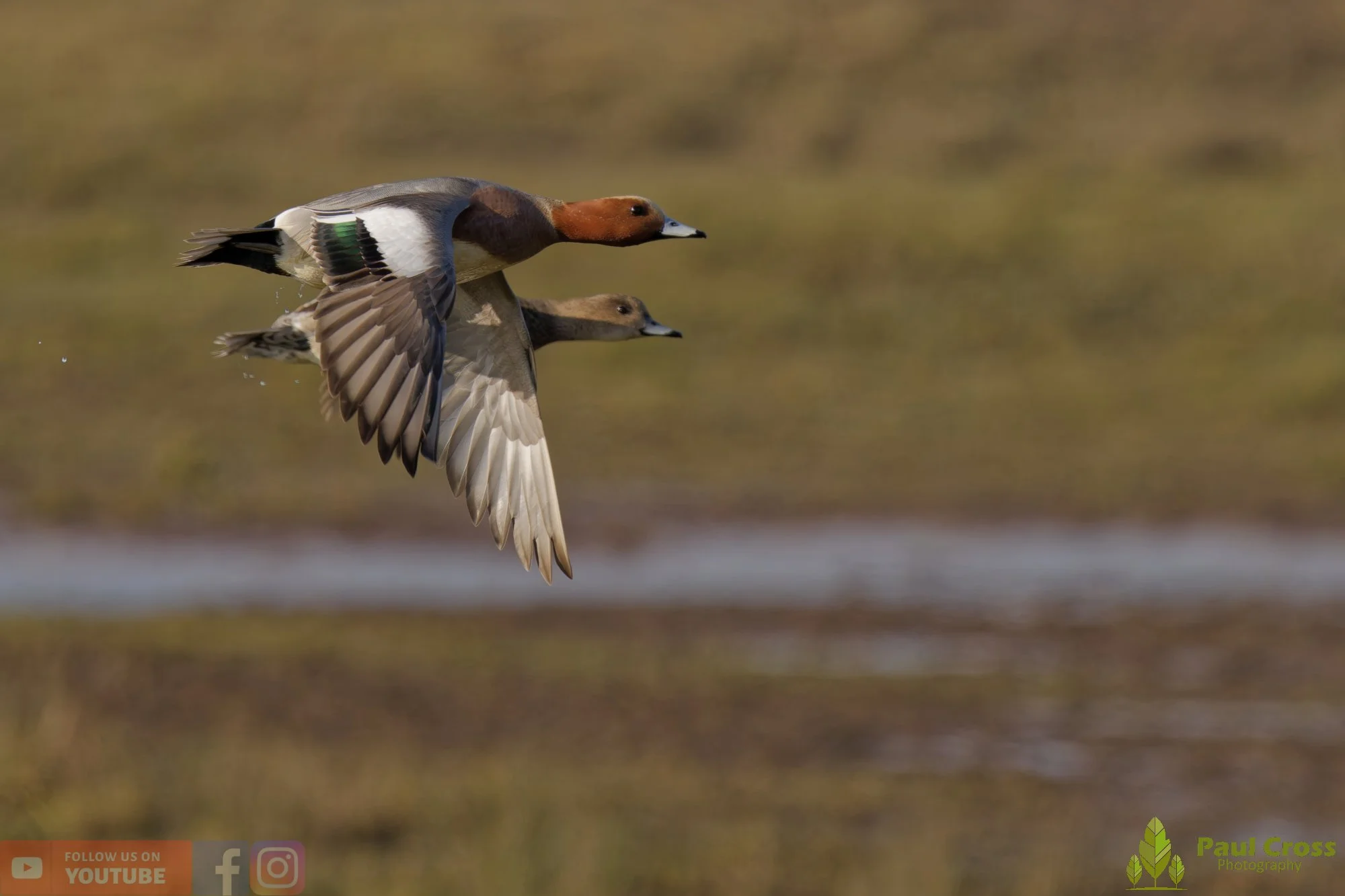 Eurasian Wigeon-00018.jpg