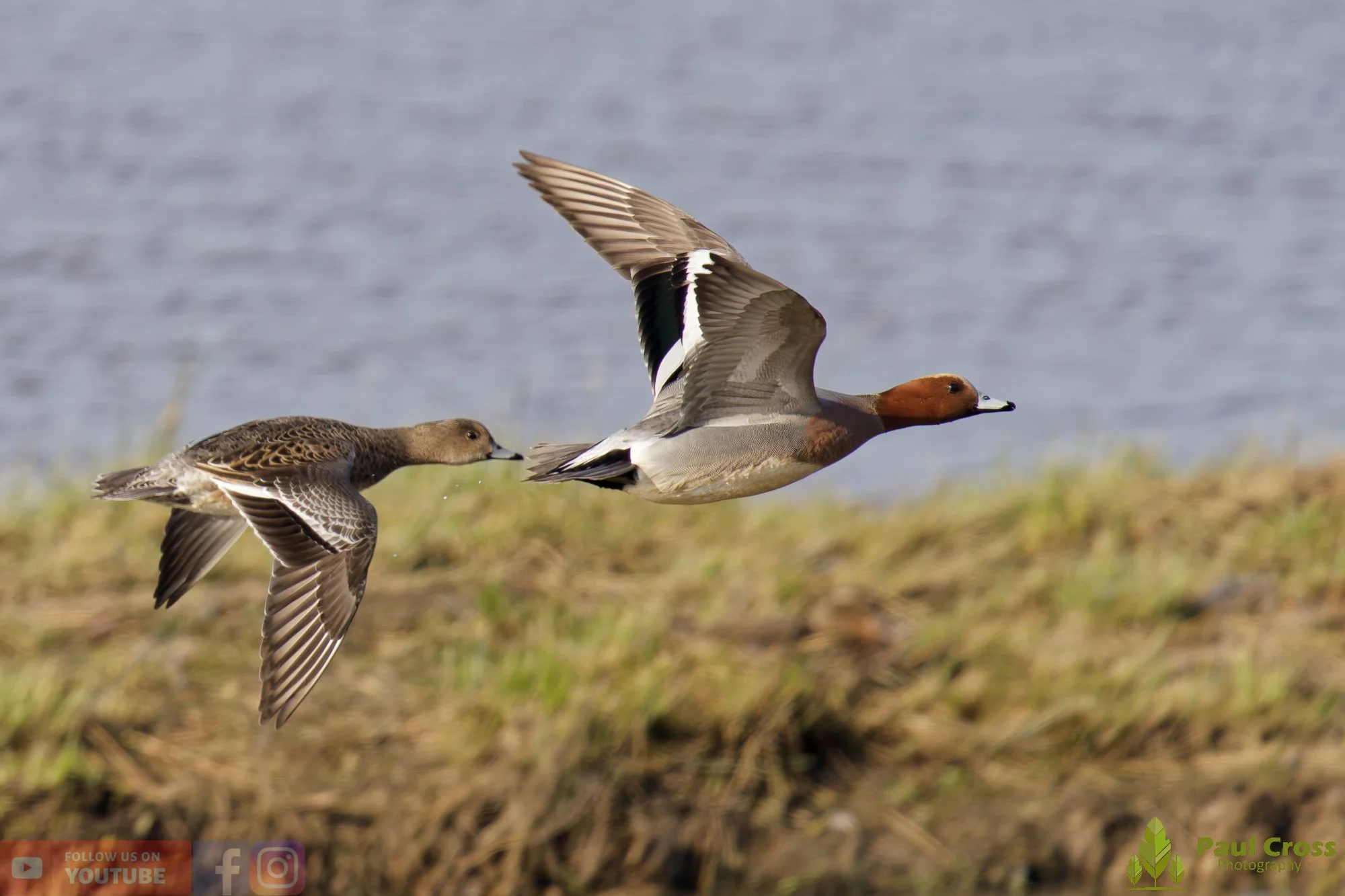 Eurasian Wigeon-00019.jpg