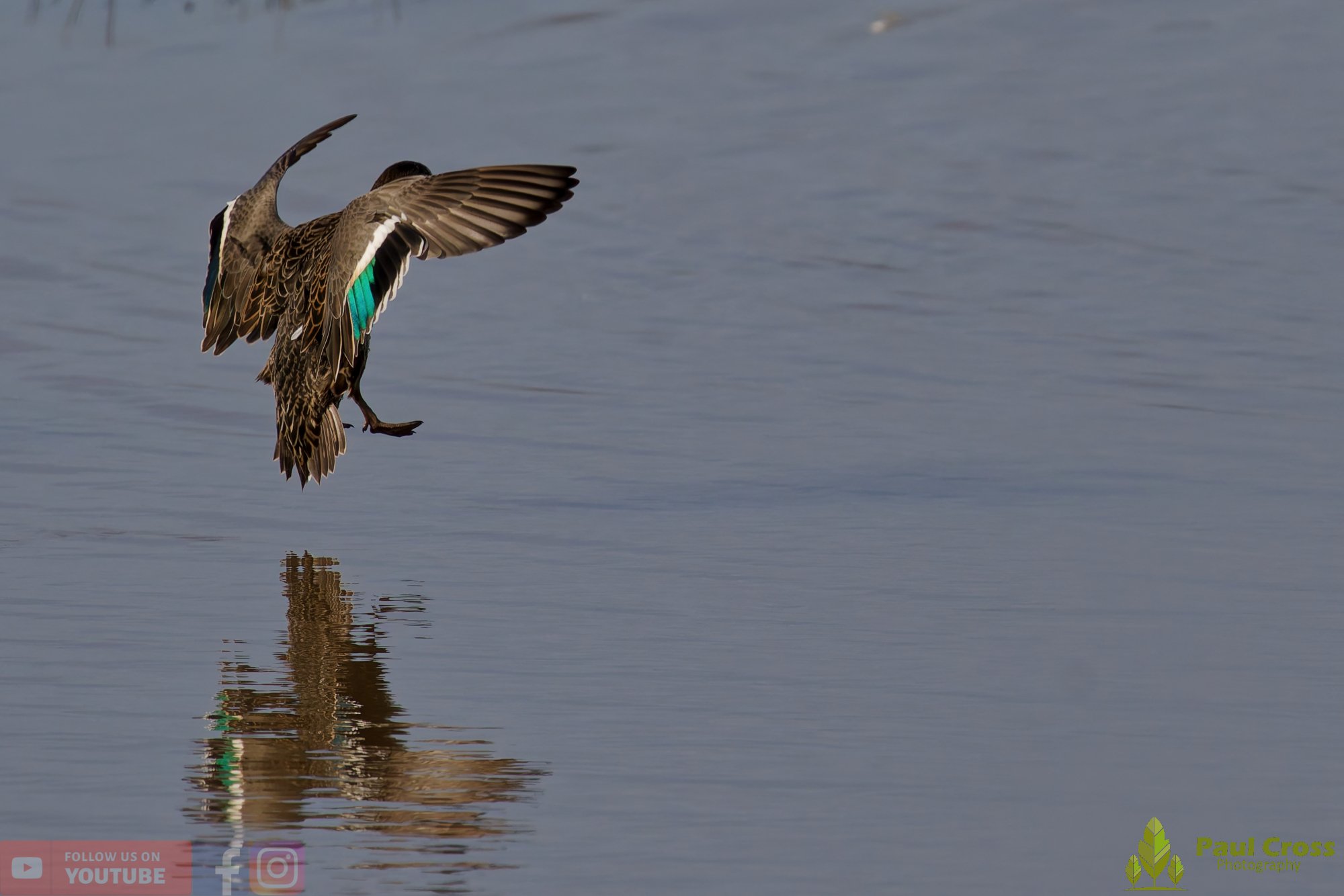 Eurasian Wigeon-00020.jpg