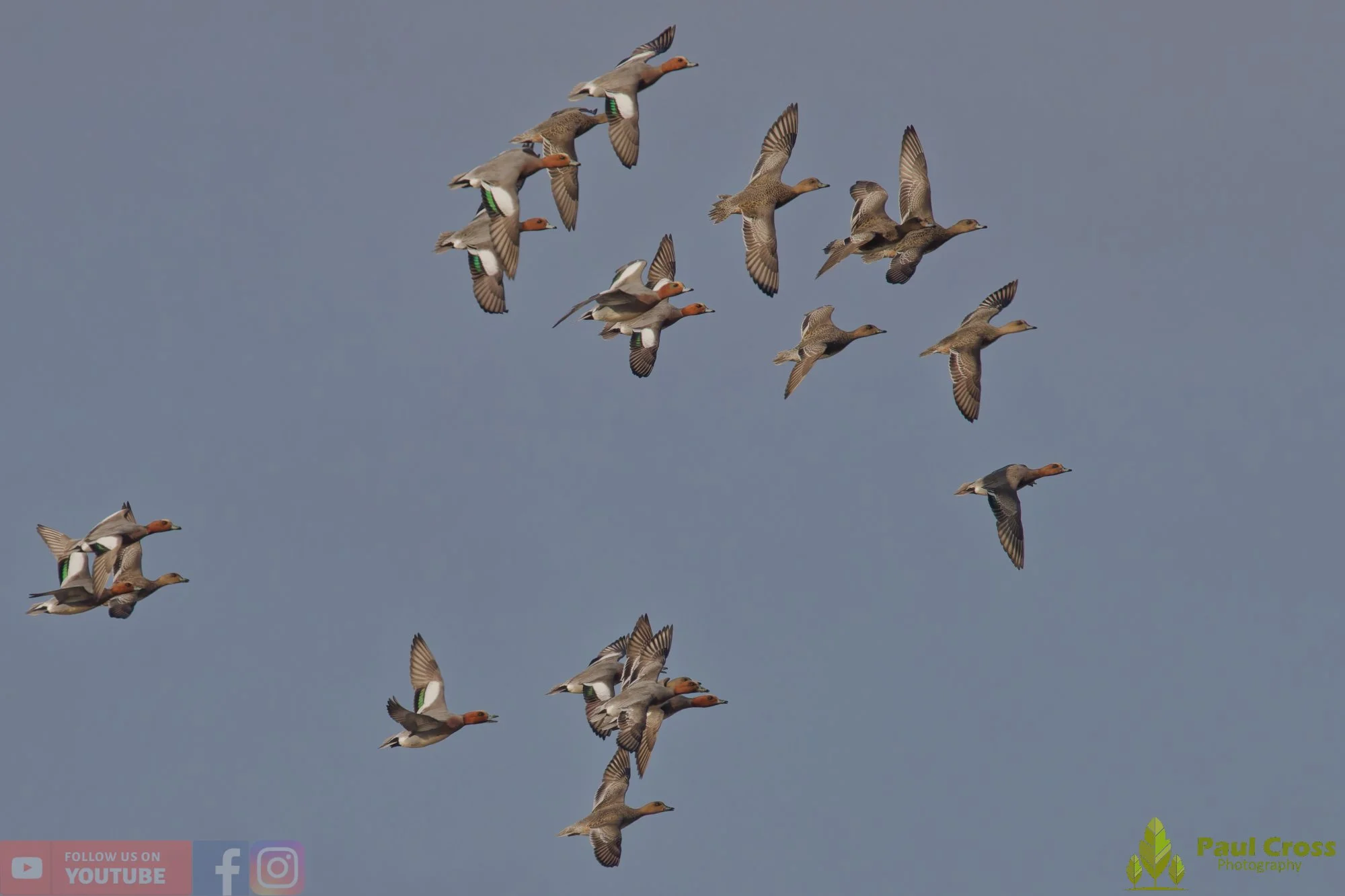 Eurasian Wigeon-00023.jpg