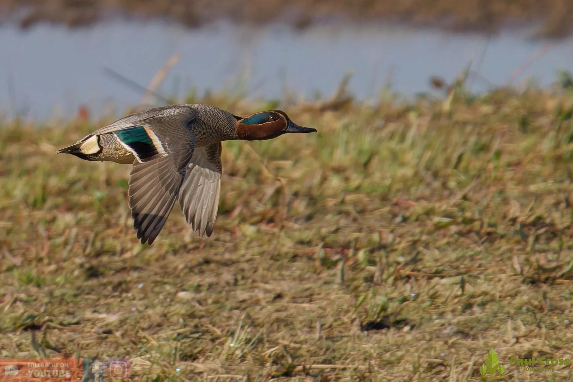 Eurasian Wigeon-00025.jpg