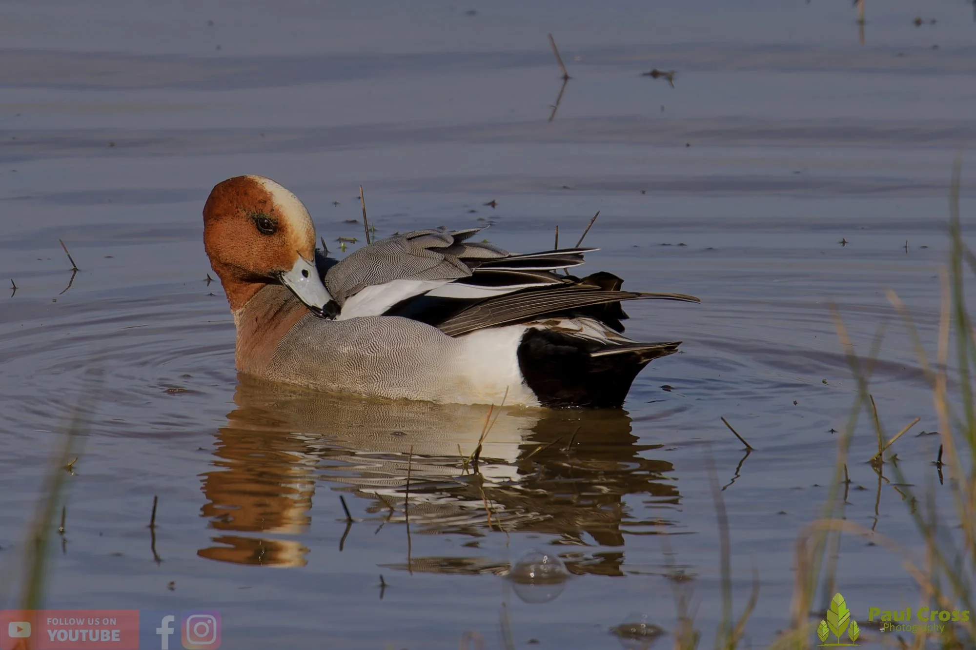 Eurasian Wigeon-00026.jpg